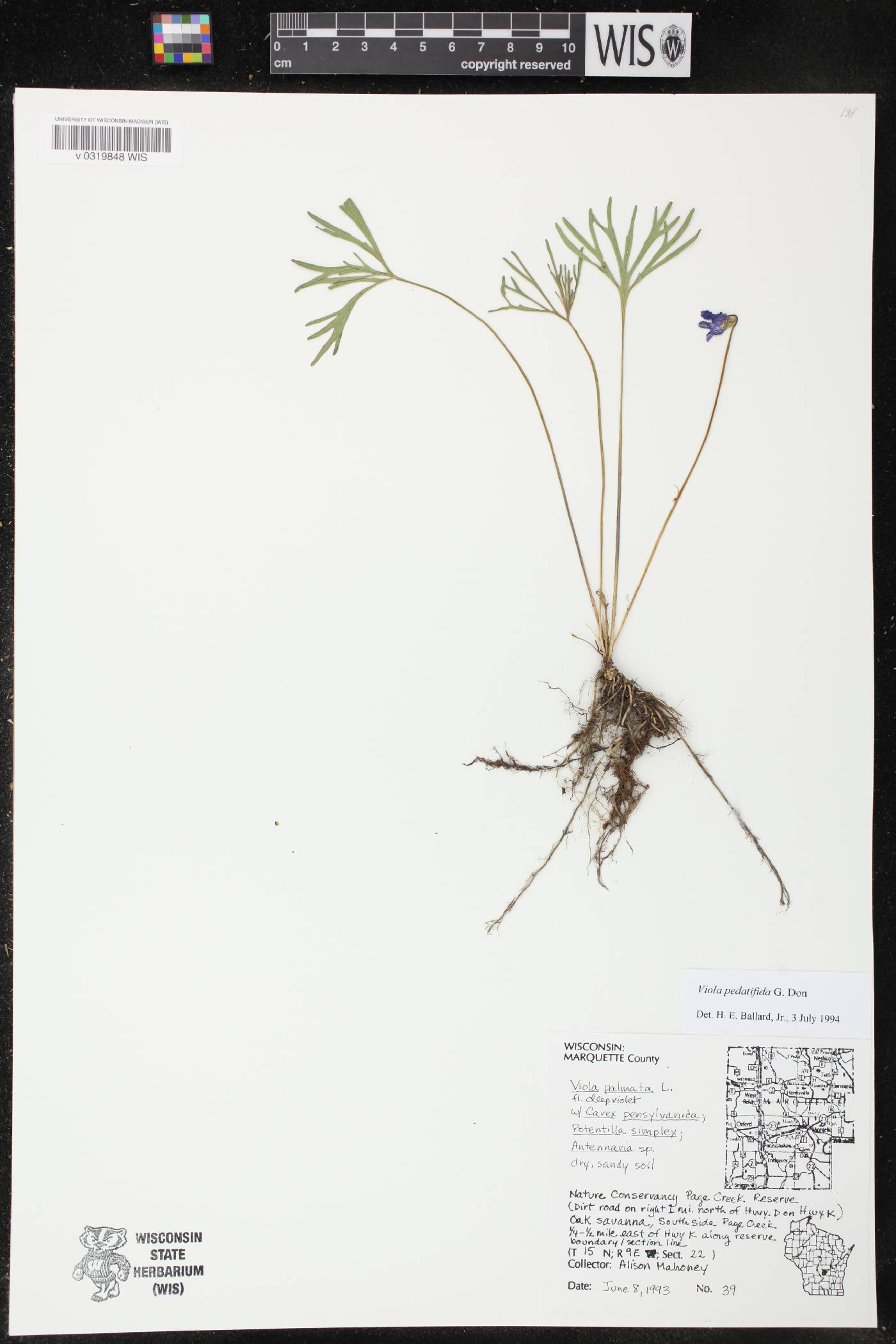 Viola pedatifida image