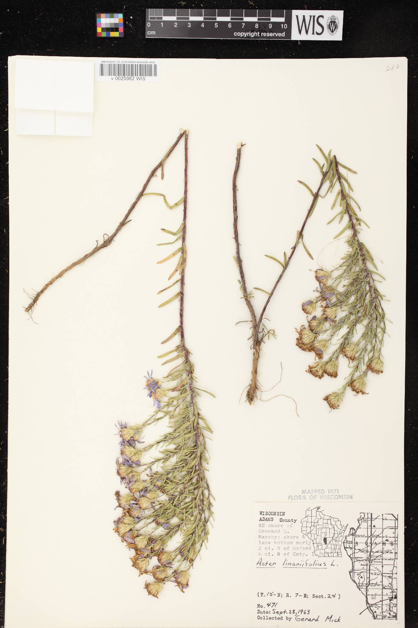 Ionactis linariifolia image