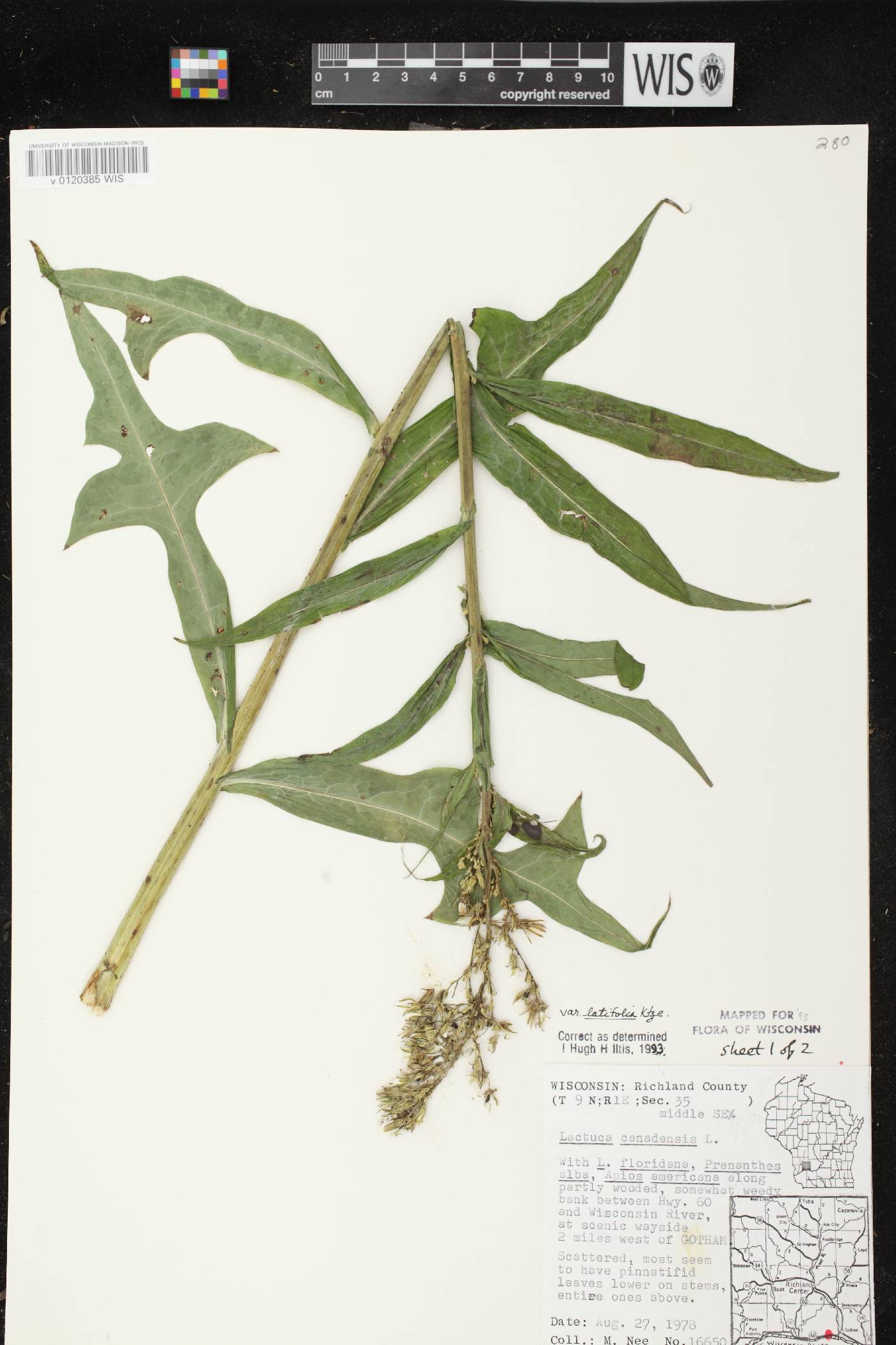 Lactuca canadensis image