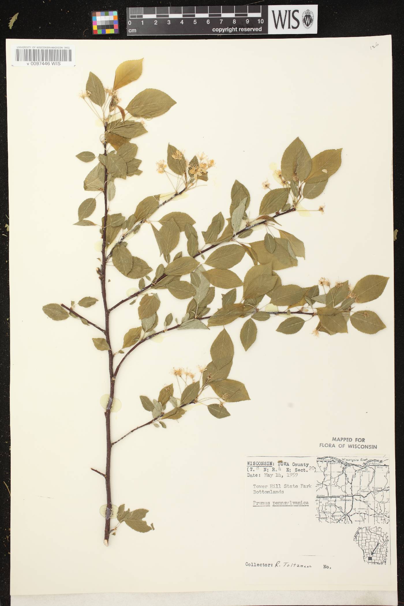 Prunus pensylvanica image