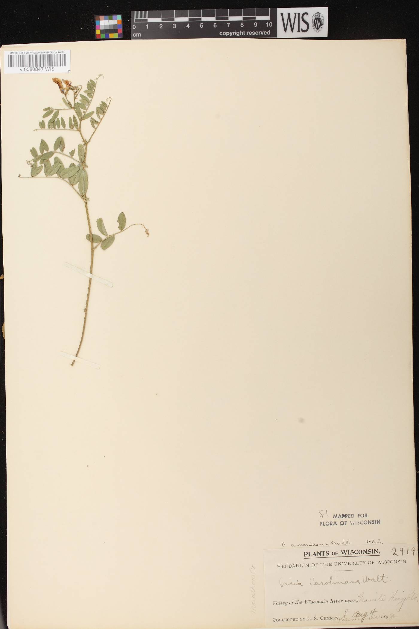 Vicia americana subsp. americana image
