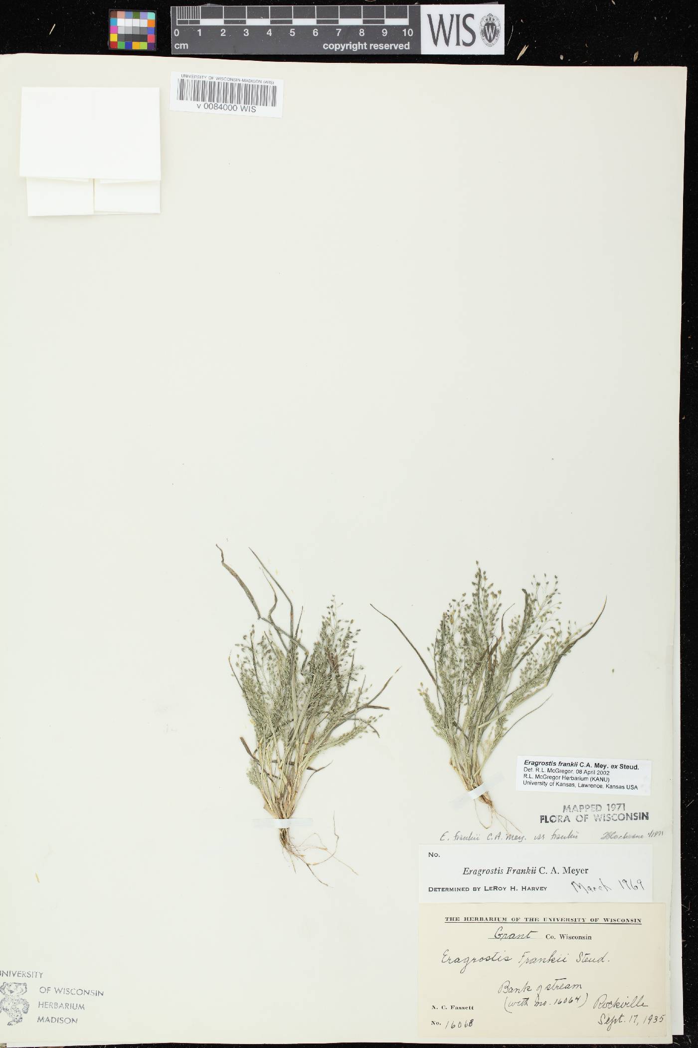 Eragrostis frankii image