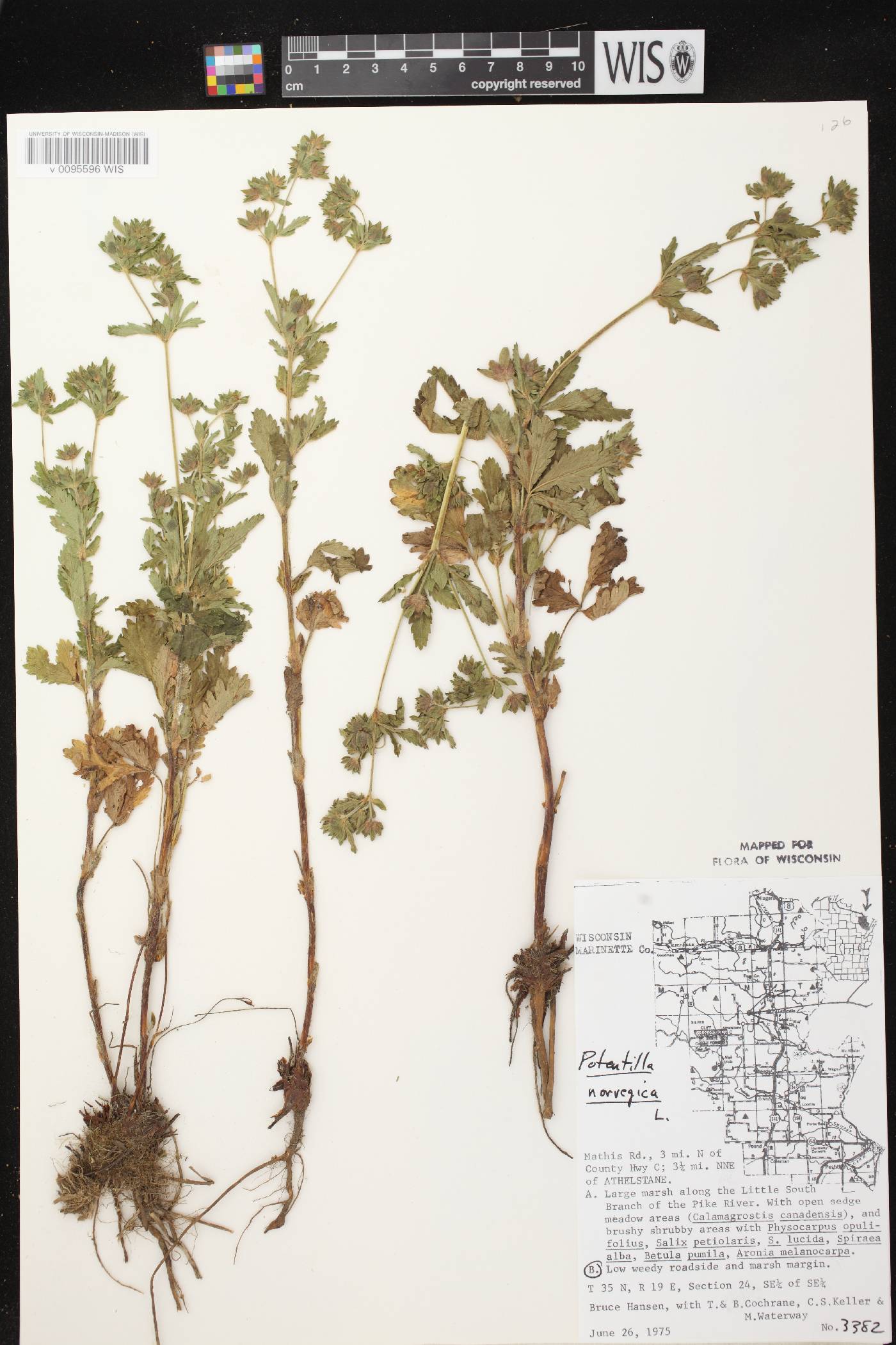 Potentilla norvegica image