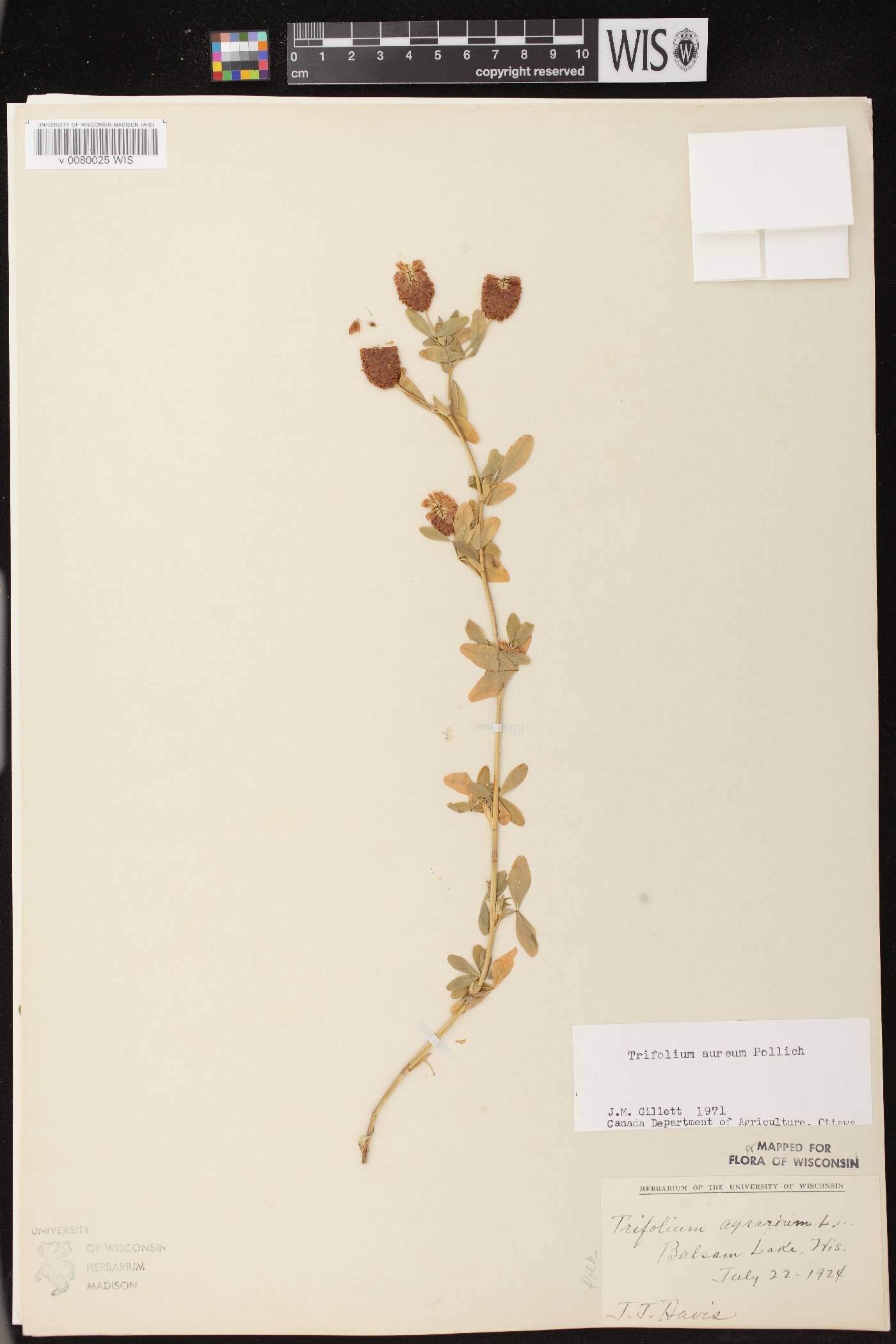 Trifolium aureum image