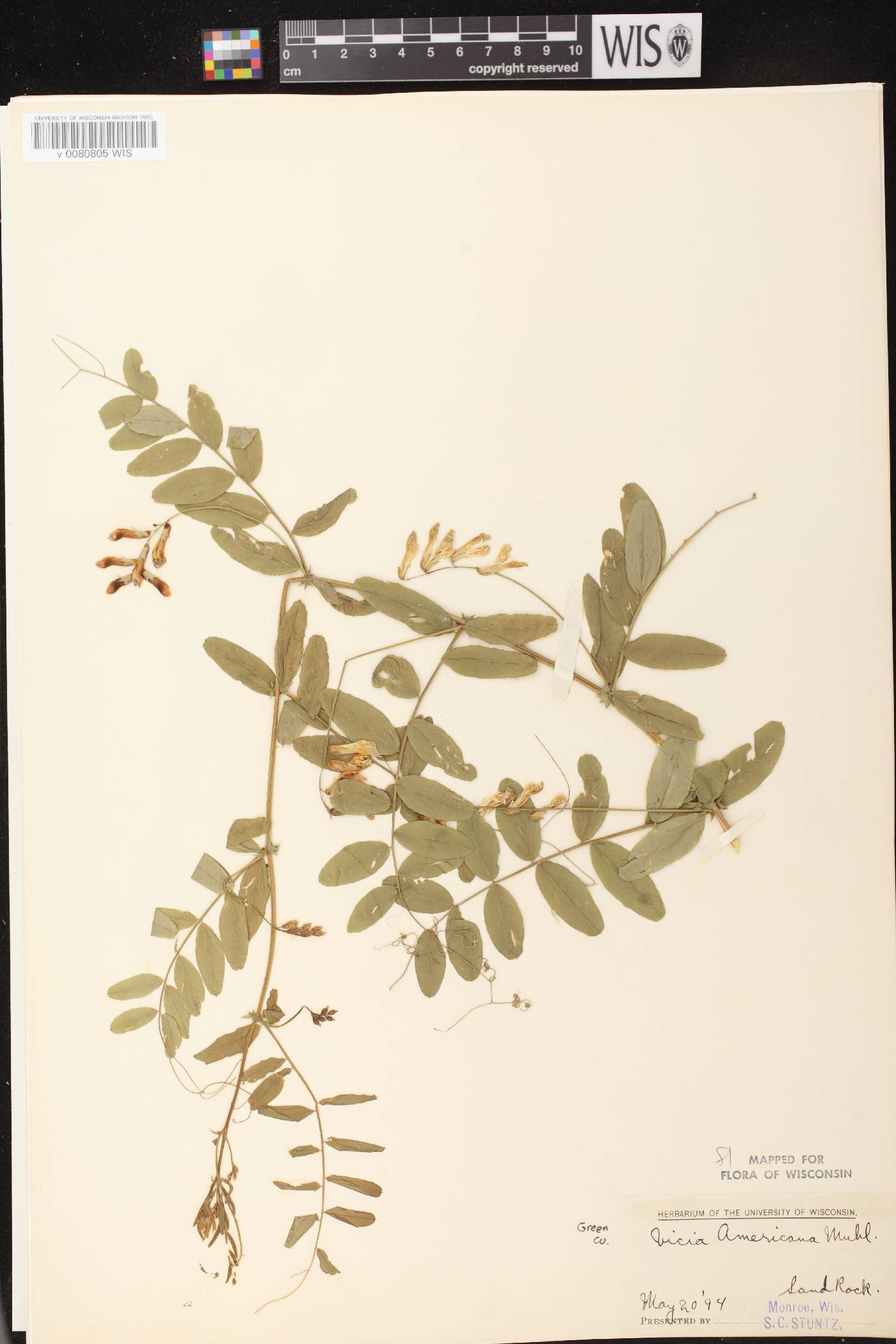Vicia americana image