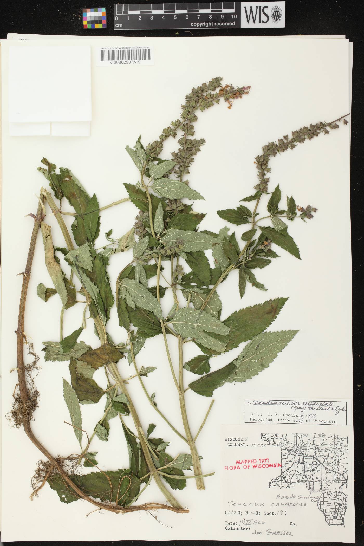 Teucrium canadense var. occidentale image