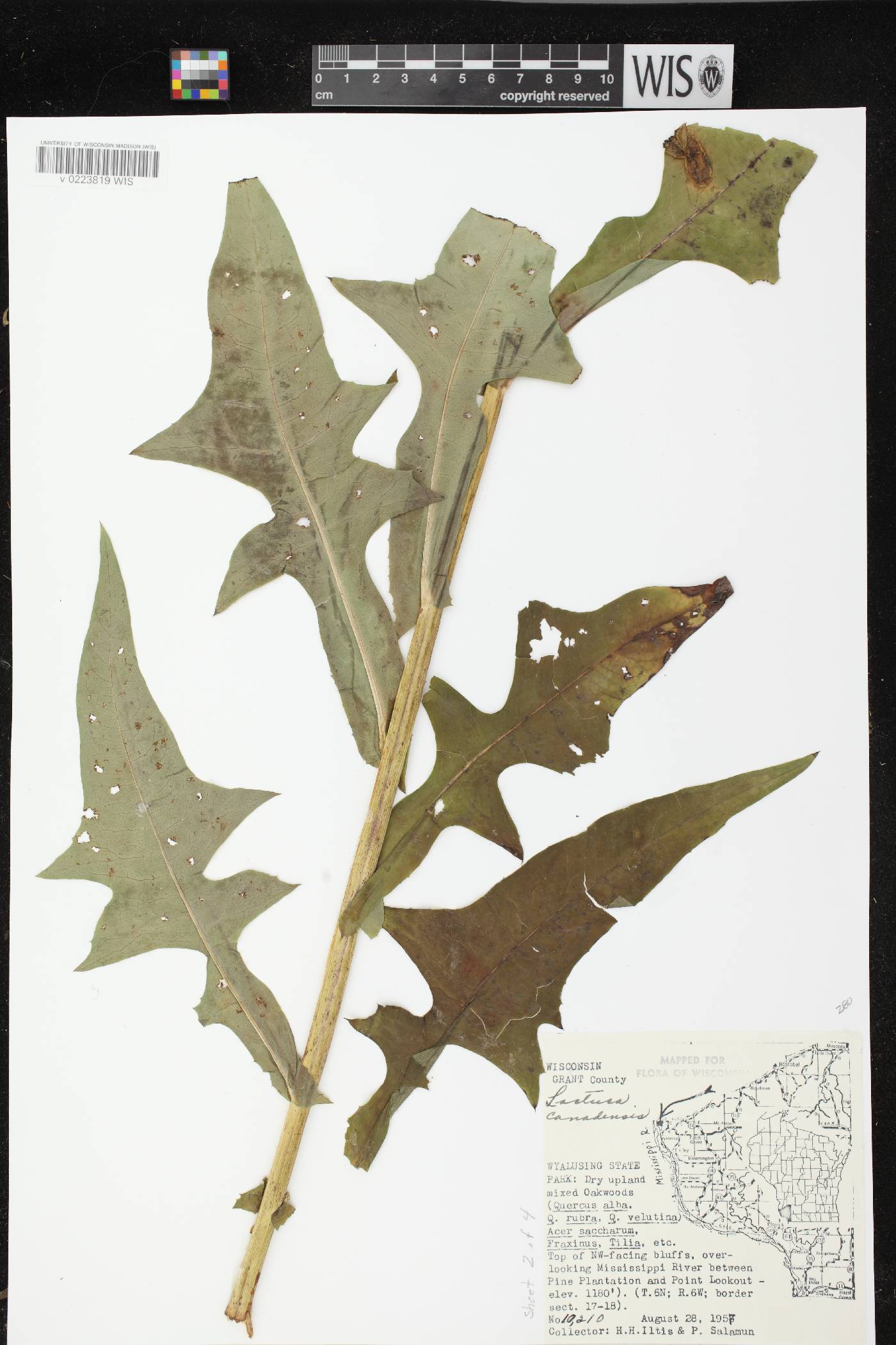 Lactuca canadensis image