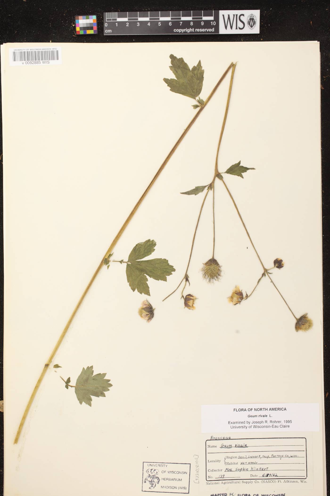 Geum rivale image