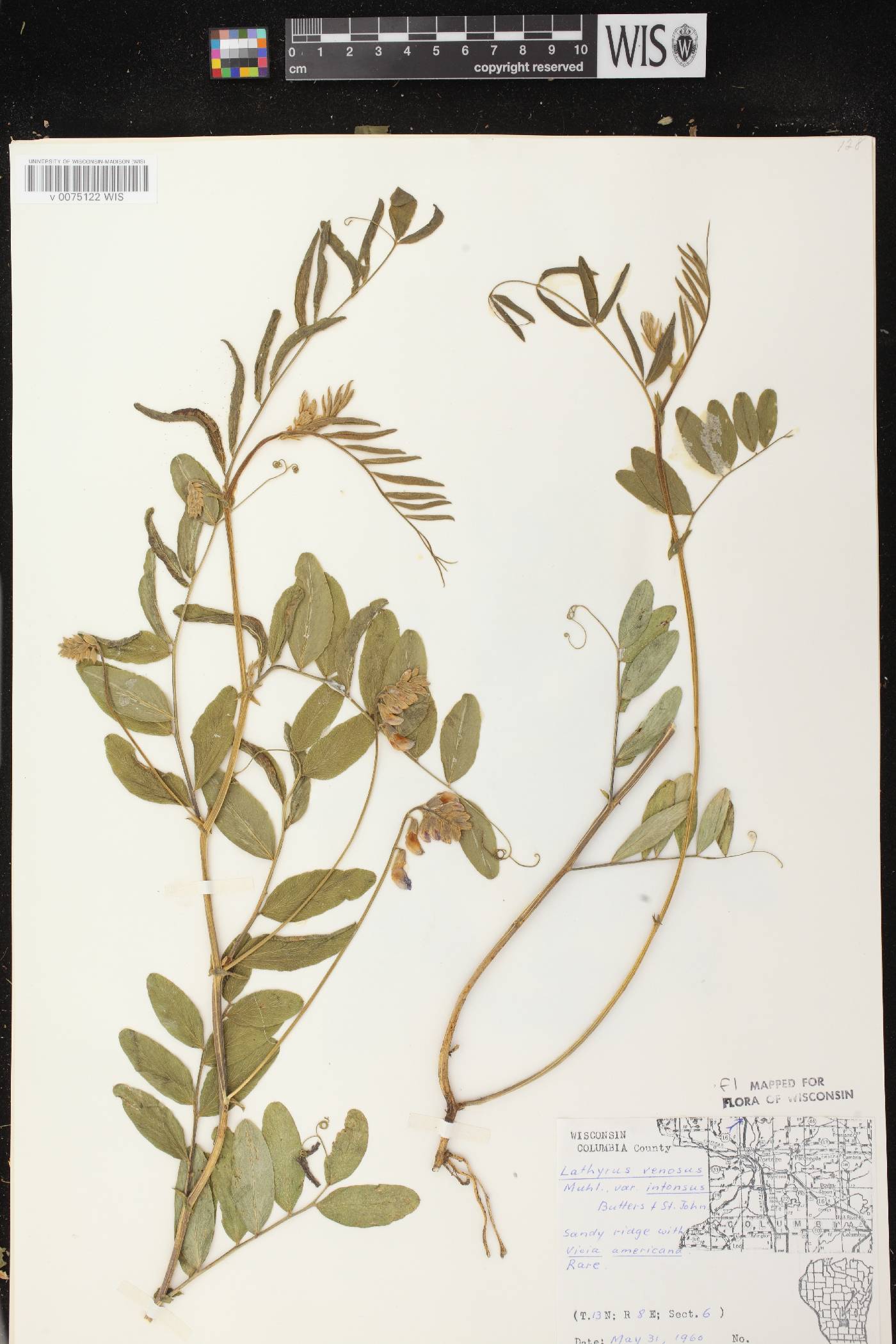 Lathyrus venosus image