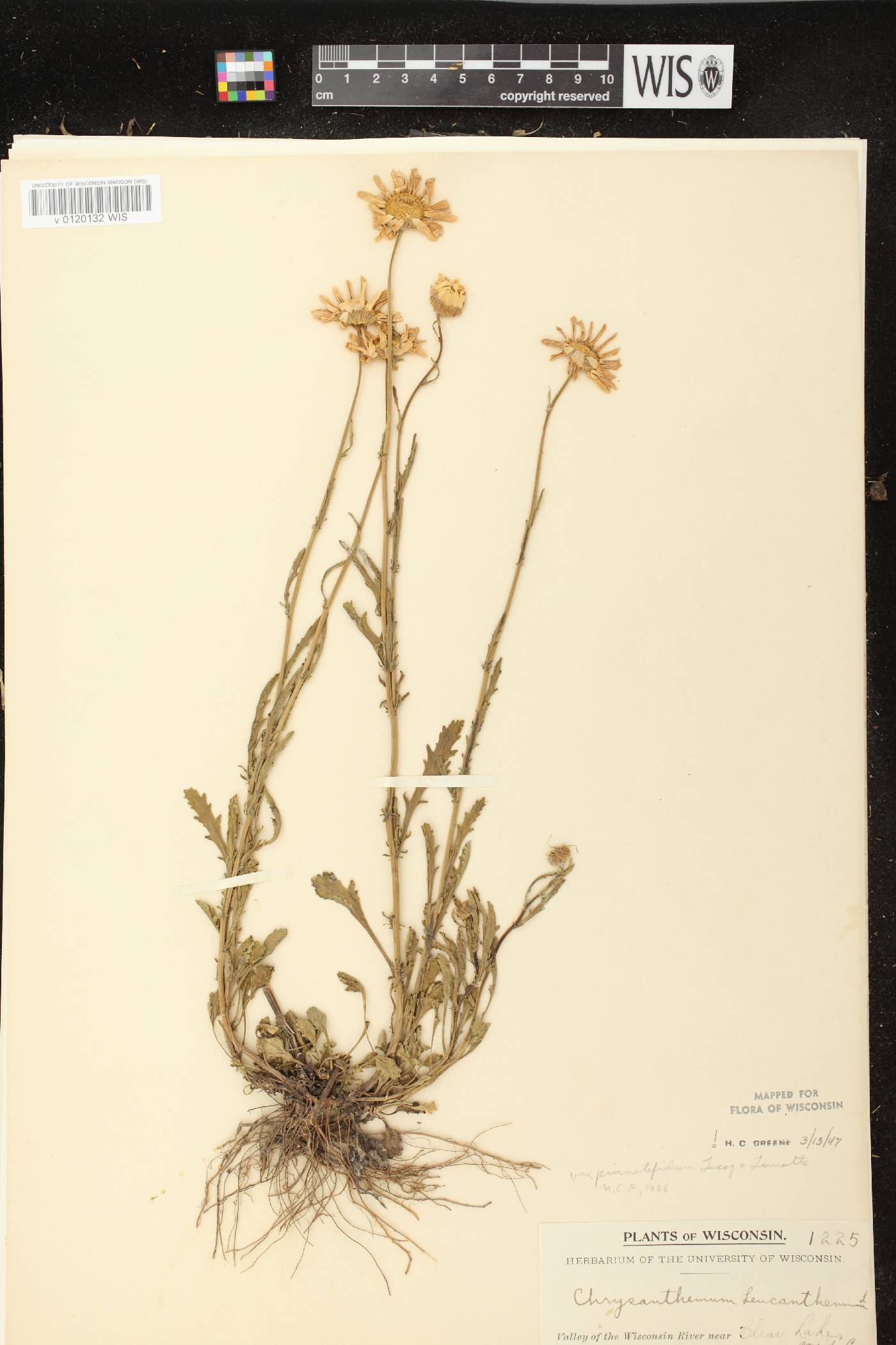 Leucanthemum vulgare image