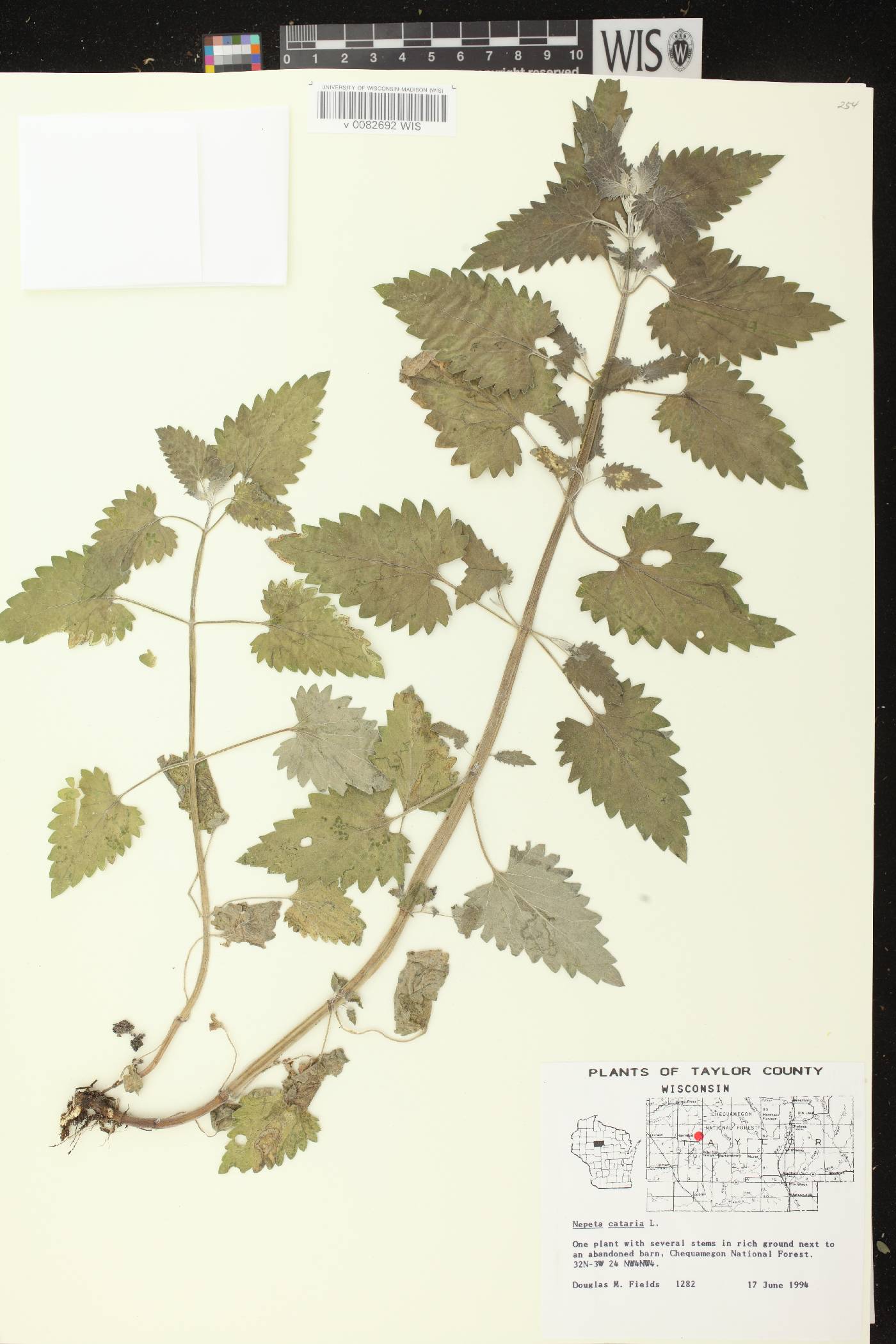 Nepeta cataria image