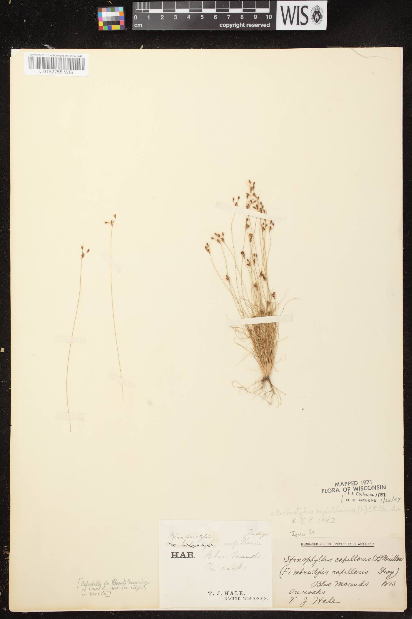 Bulbostylis capillaris image