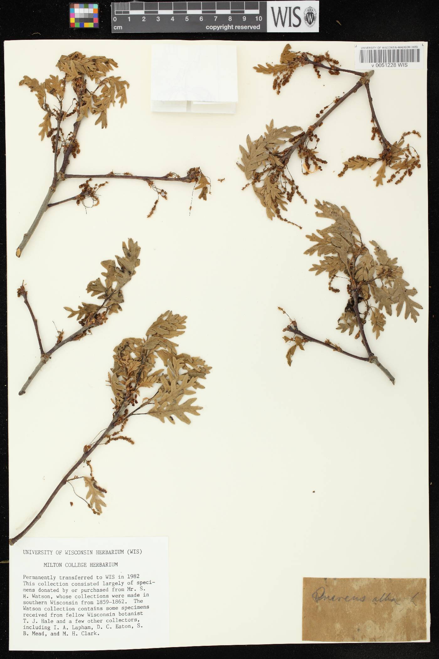 Quercus alba image