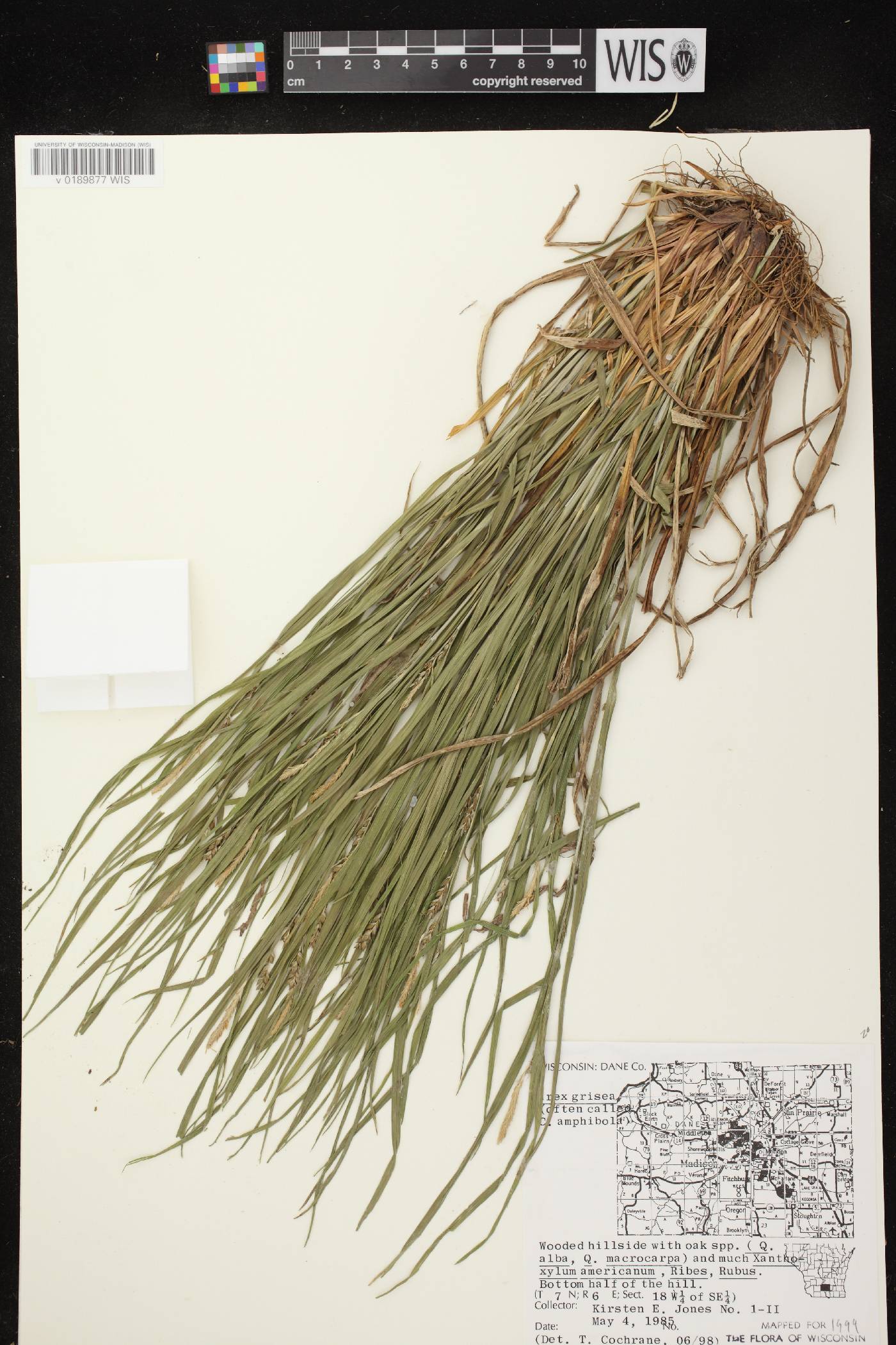Carex grisea image