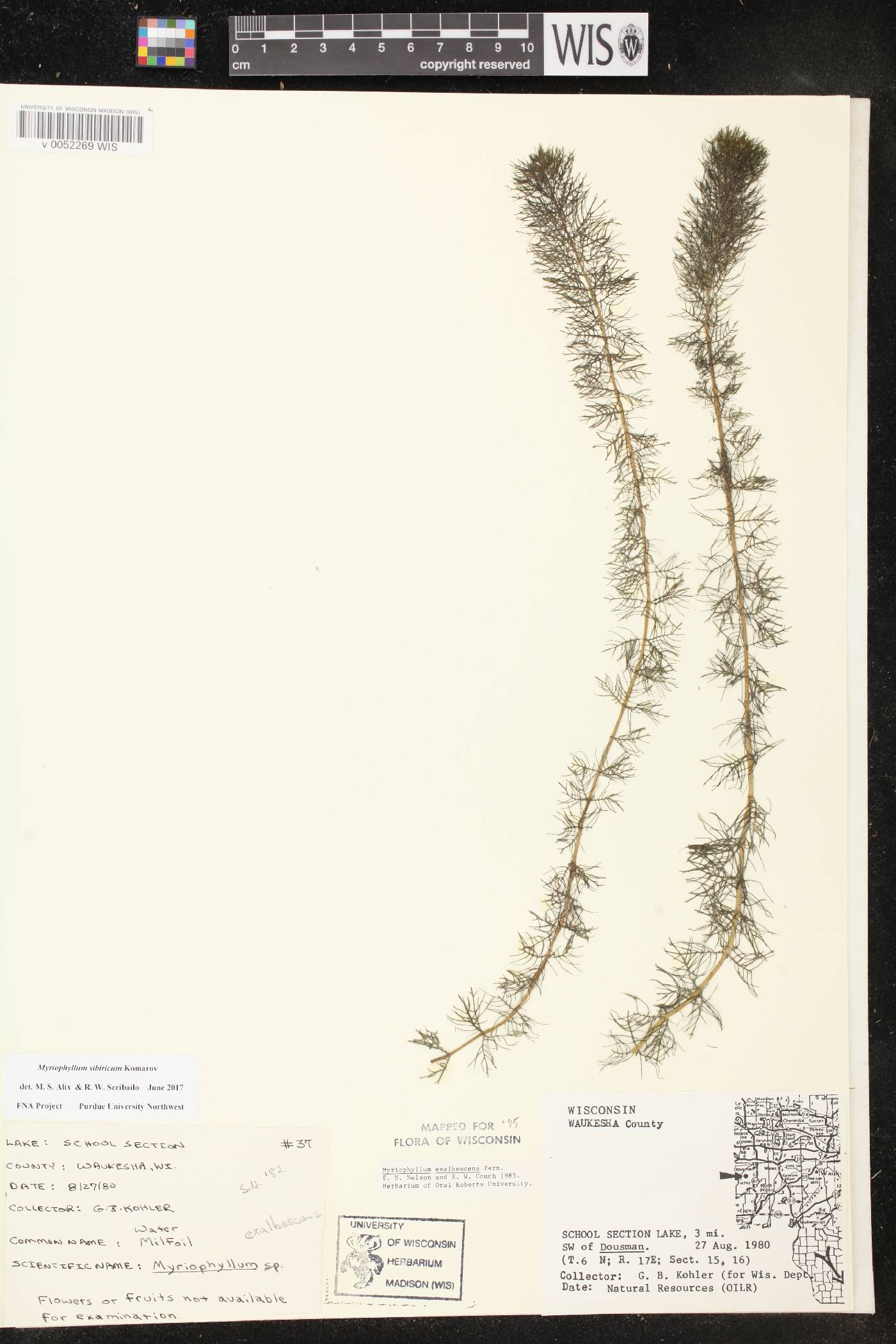 Myriophyllum sibiricum image