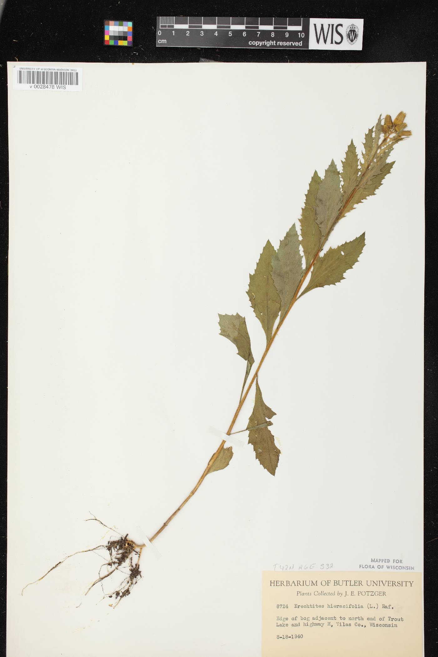 Erechtites hieracifolius image