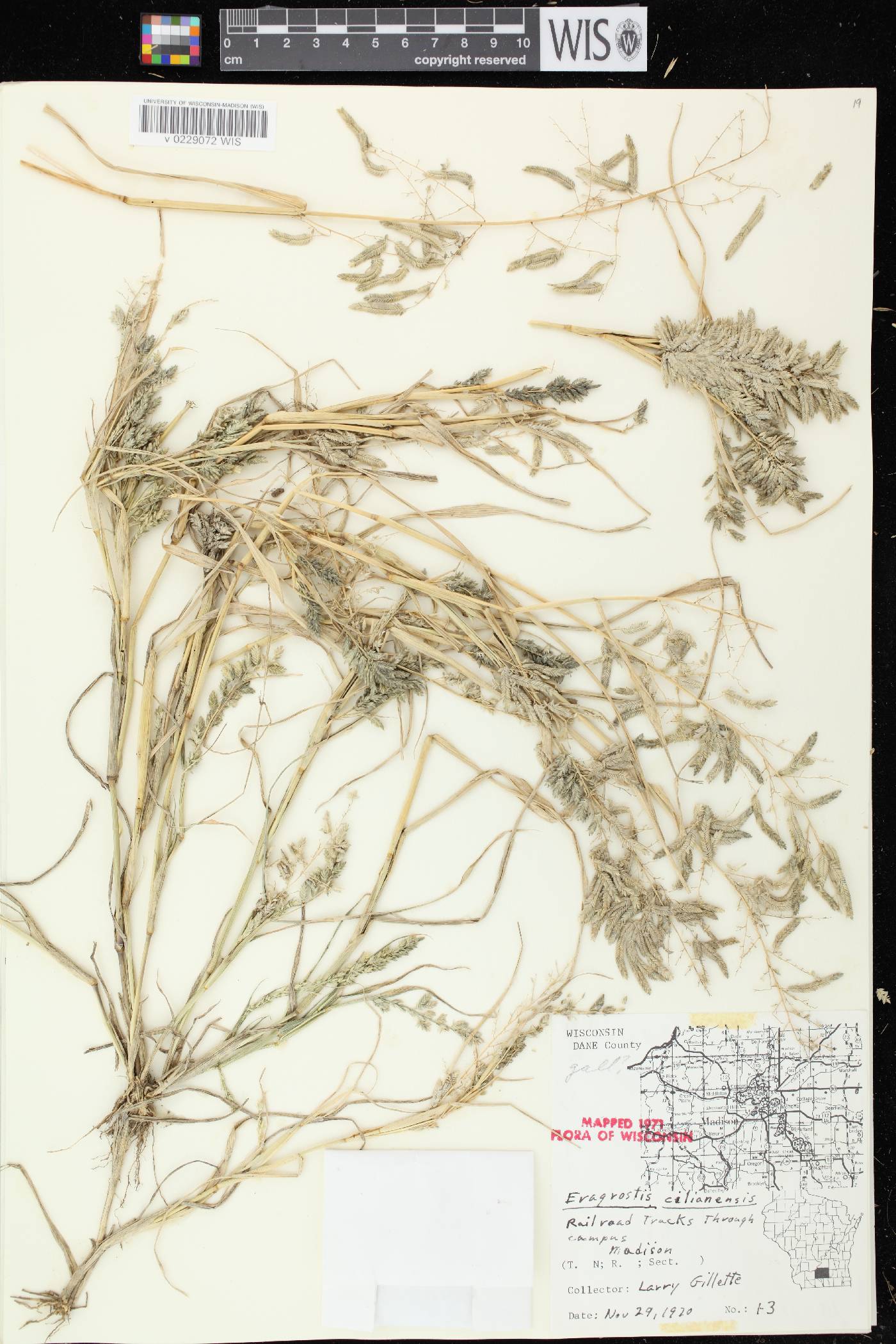 Eragrostis cilianensis image