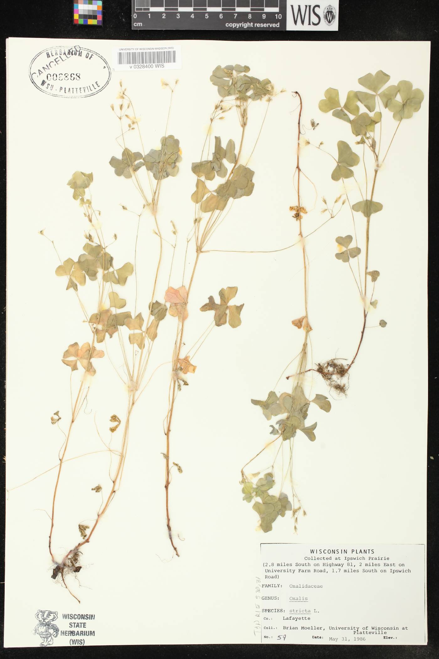 Oxalis stricta image