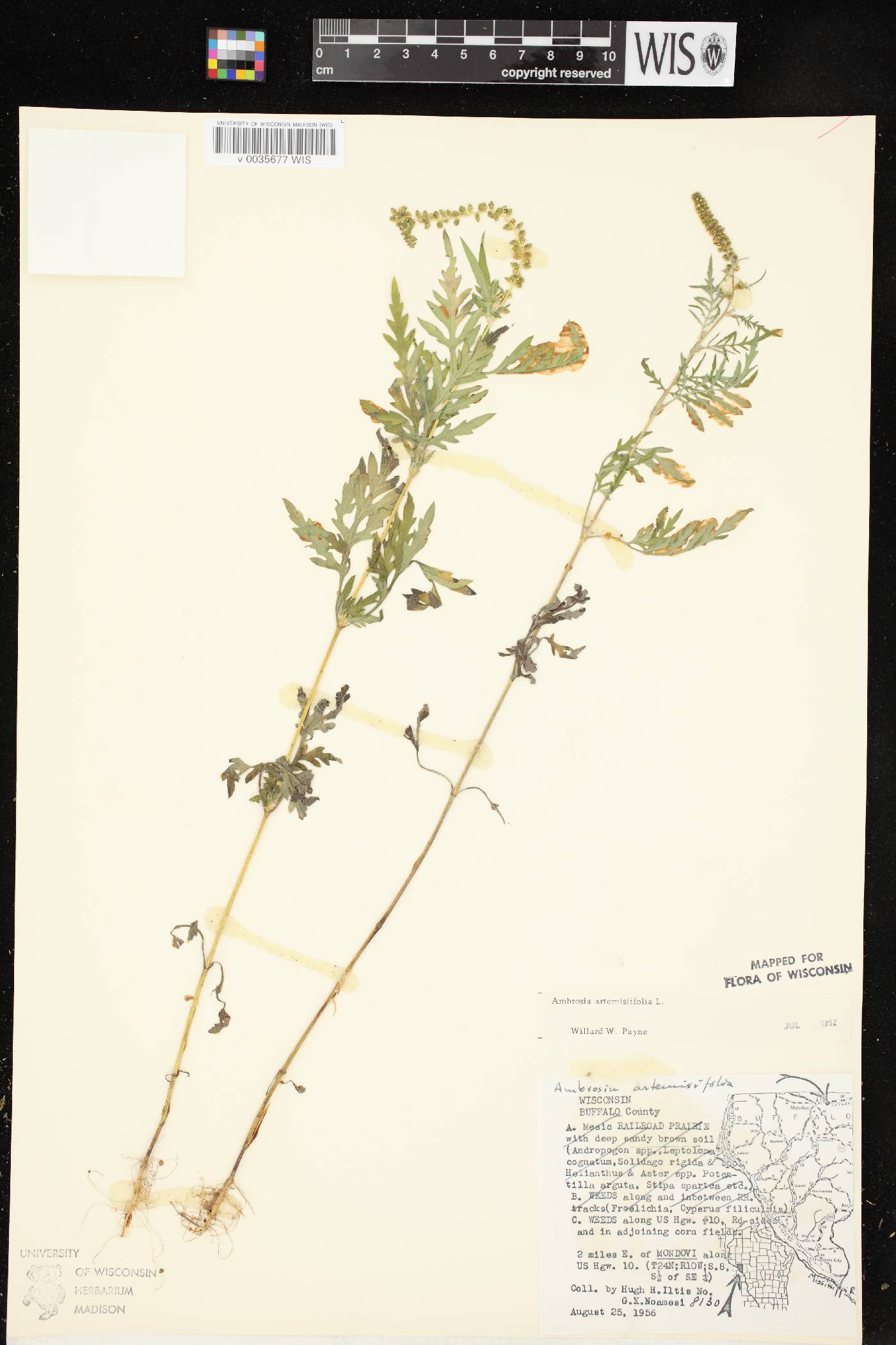 Ambrosia artemisiifolia image