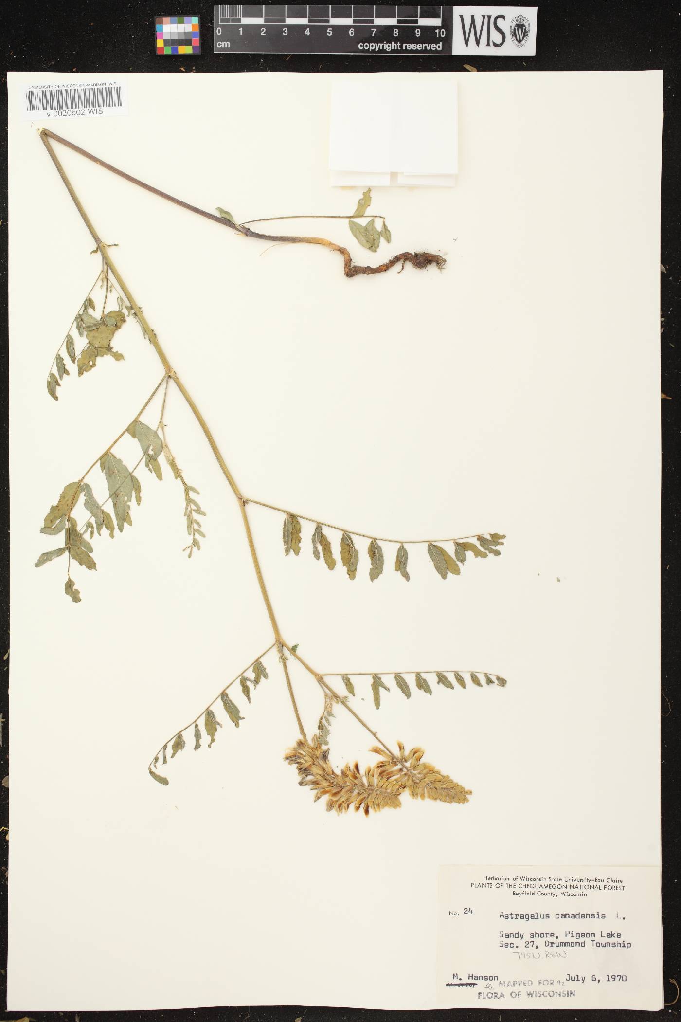 Astragalus canadensis var. canadensis image