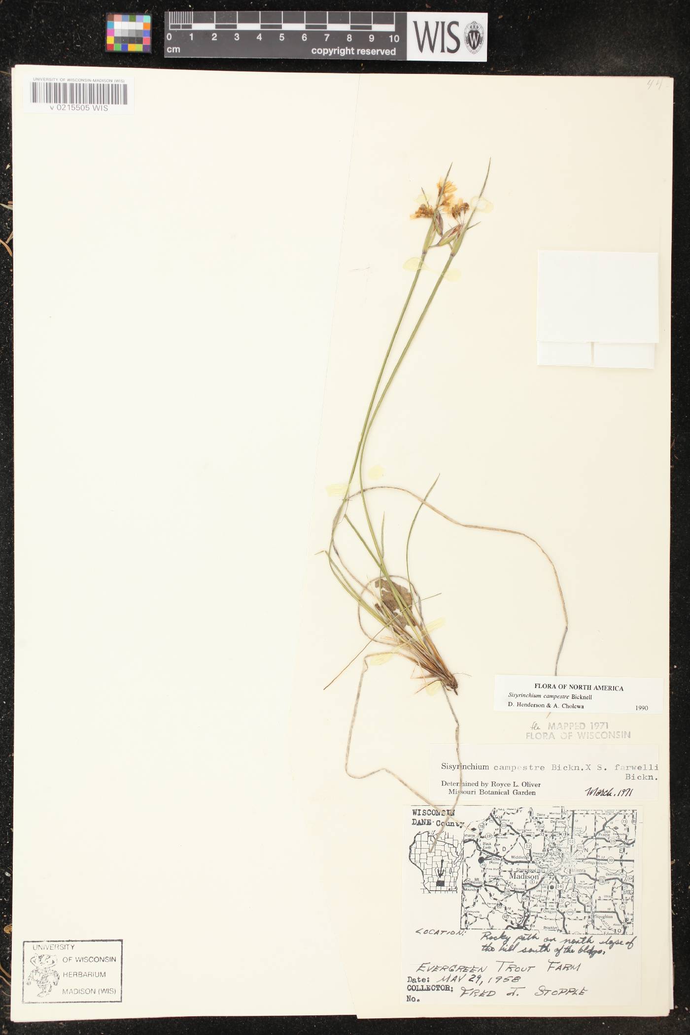 Sisyrinchium campestre image