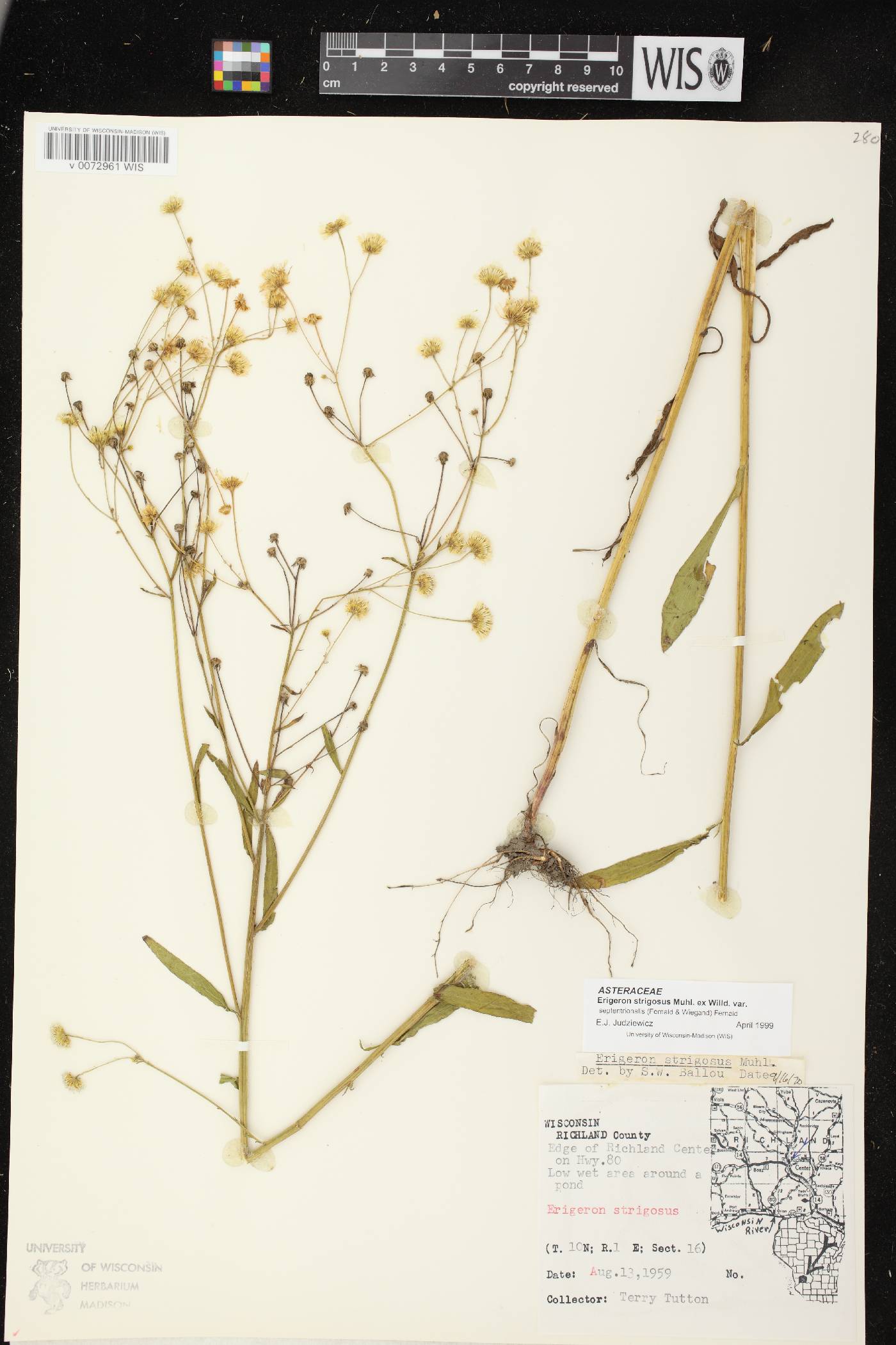 Erigeron strigosus var. septentrionalis image