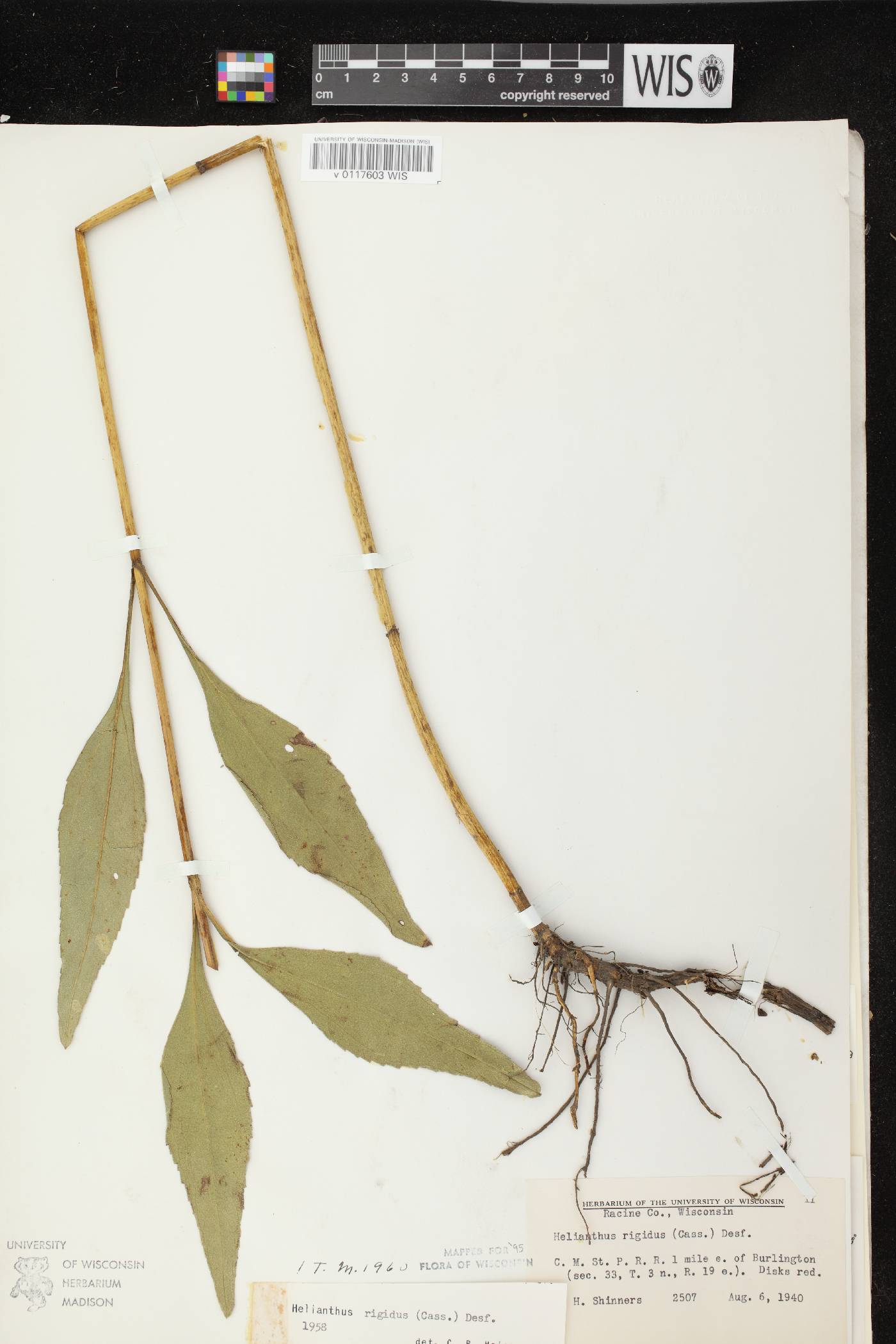 Helianthus pauciflorus subsp. pauciflorus image