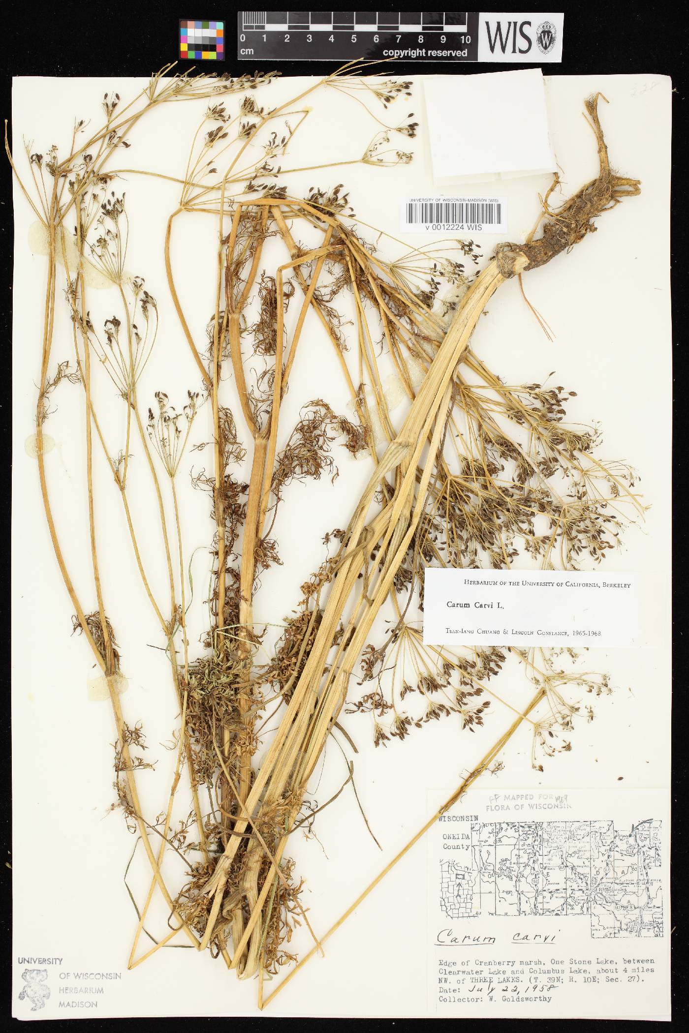 Carum carvi image