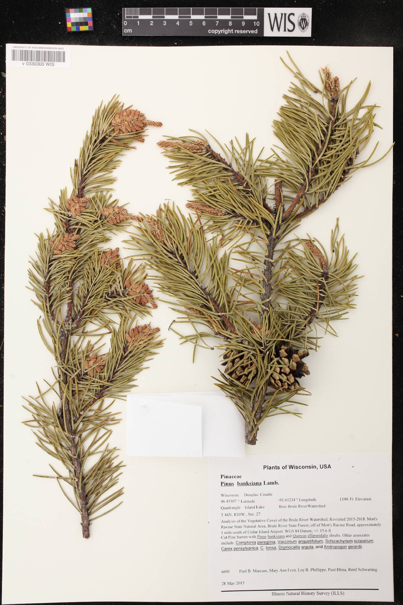 Pinus banksiana image