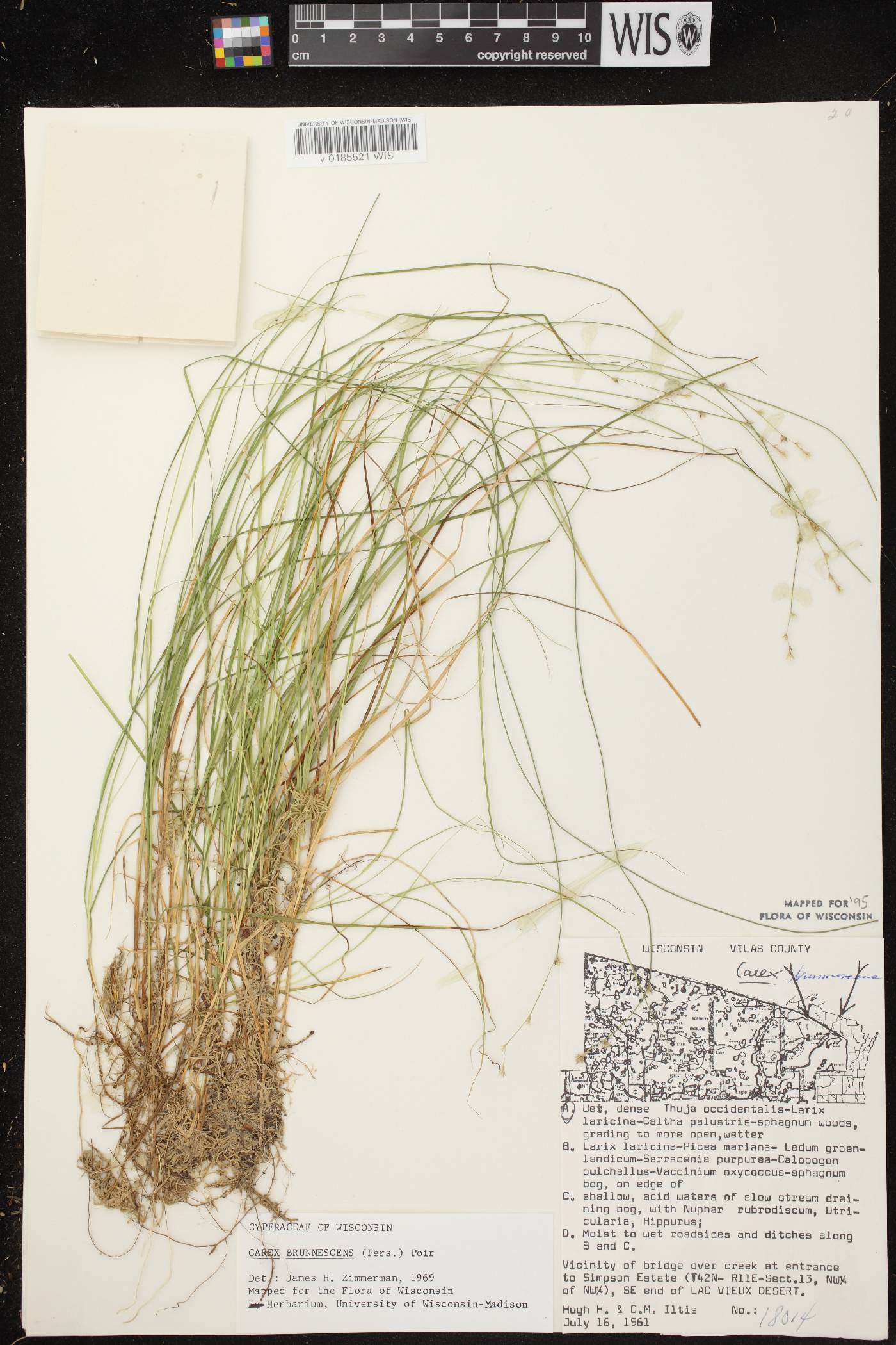 Carex brunnescens subsp. sphaerostachya image