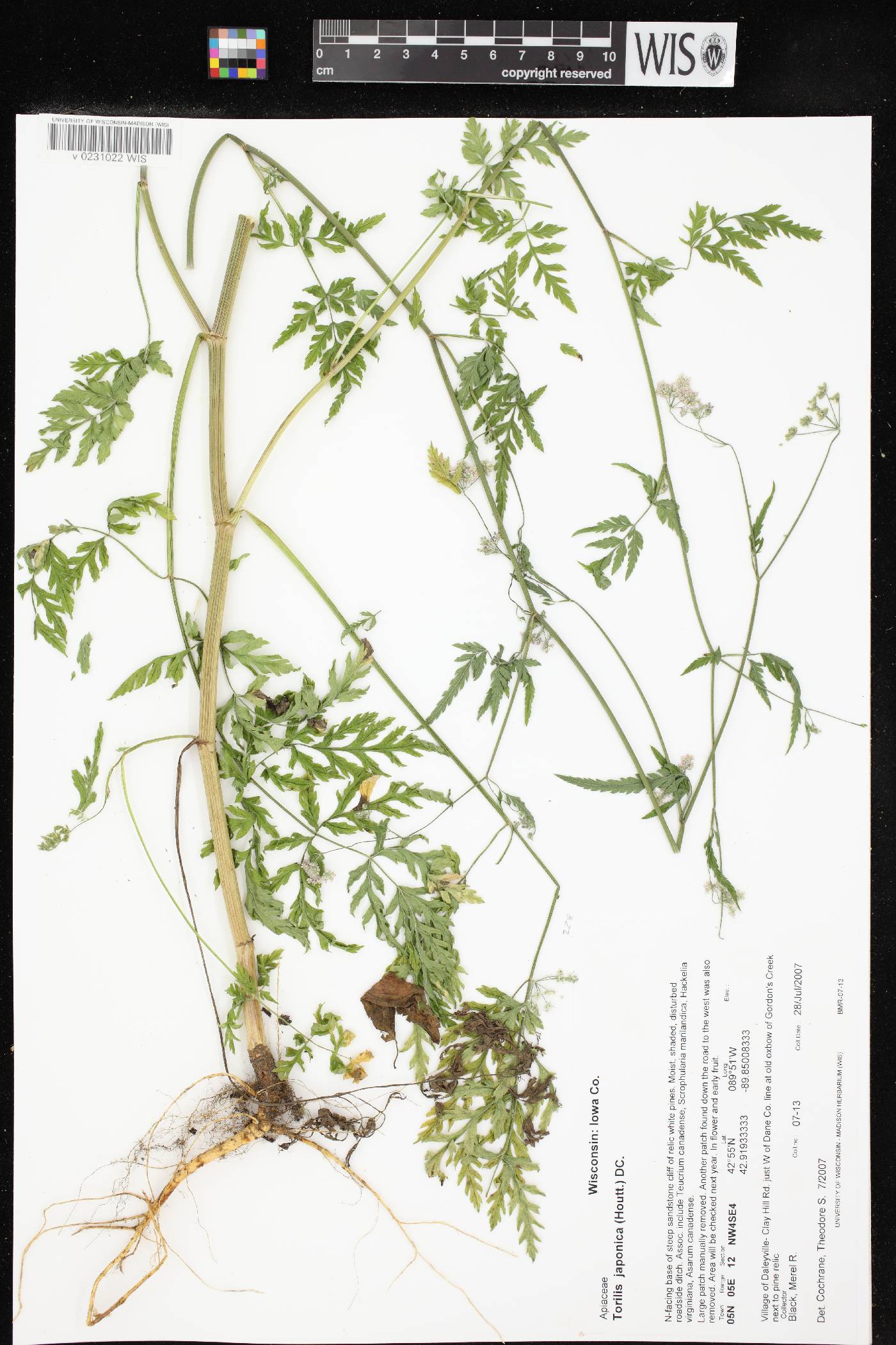 Torilis japonica image