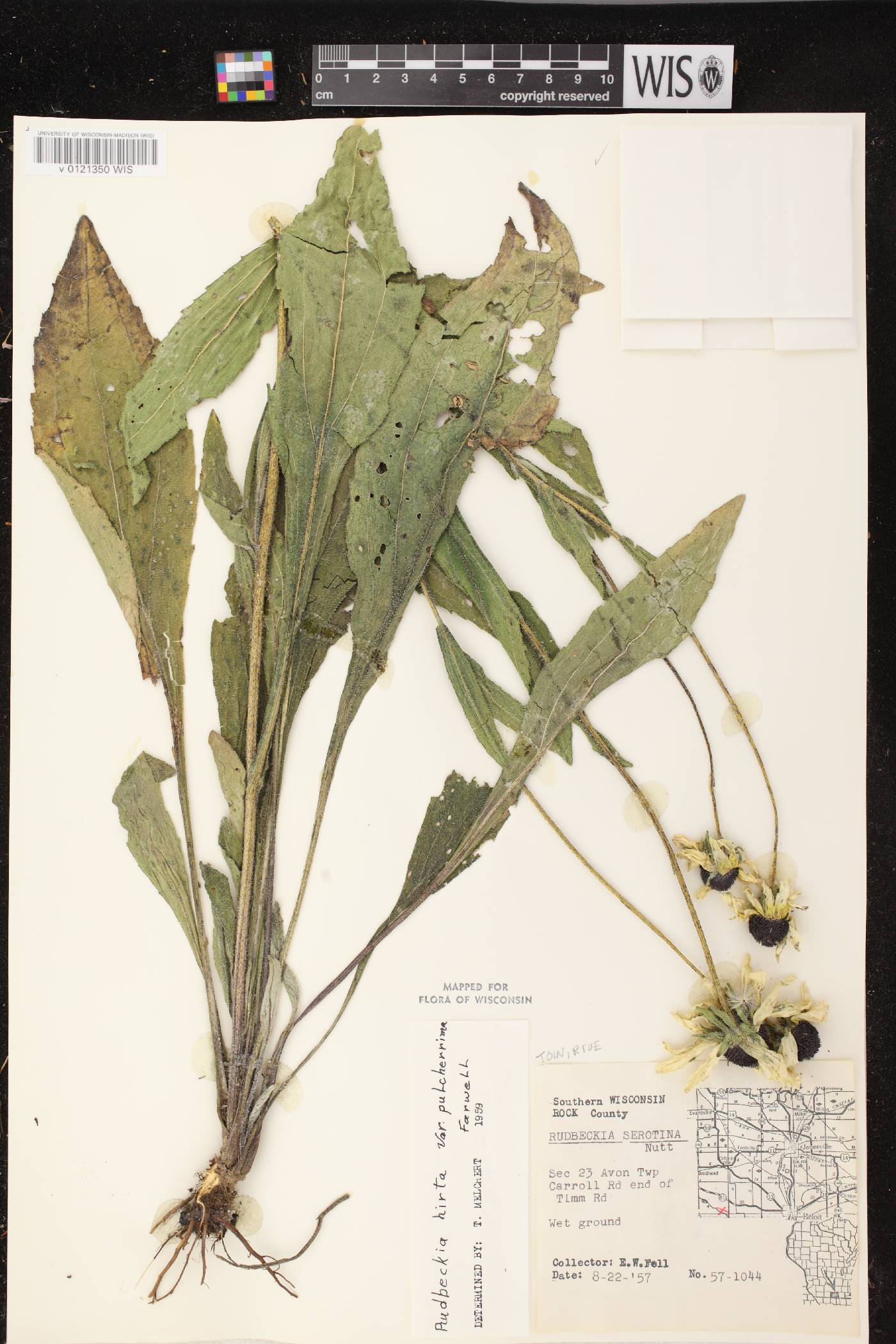 Rudbeckia hirta image
