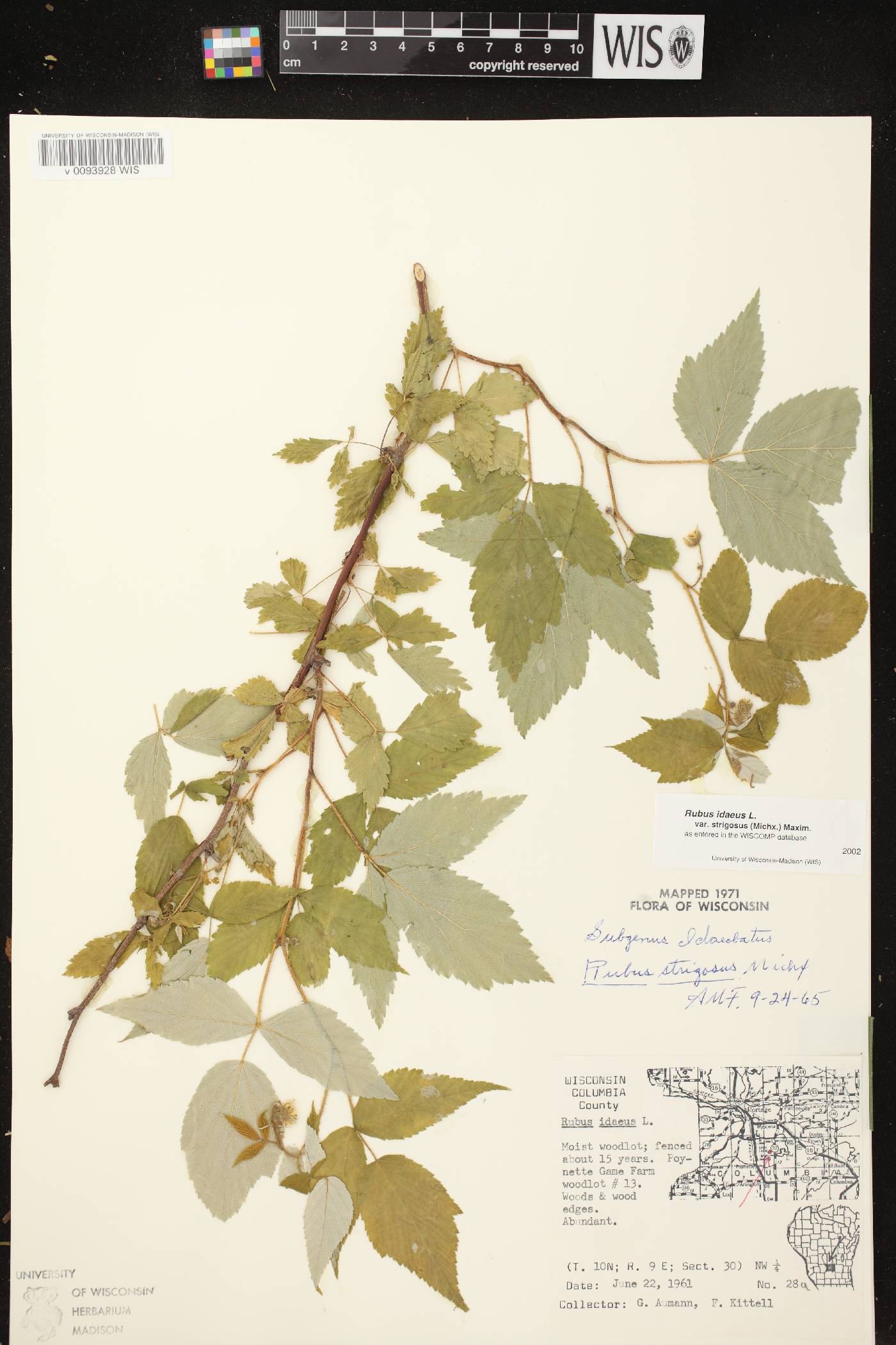 Rubus idaeus subsp. strigosus image
