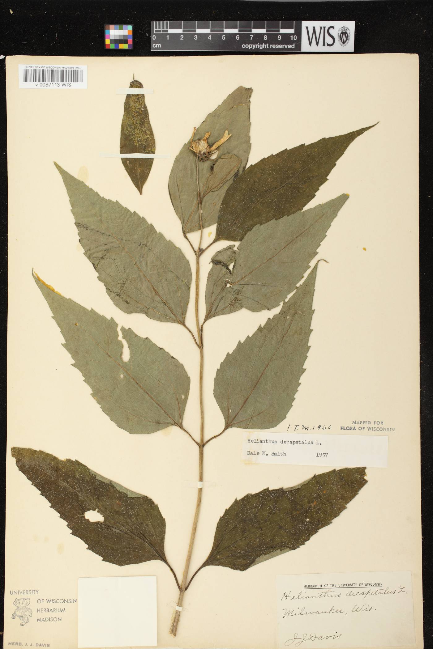 Helianthus decapetalus image