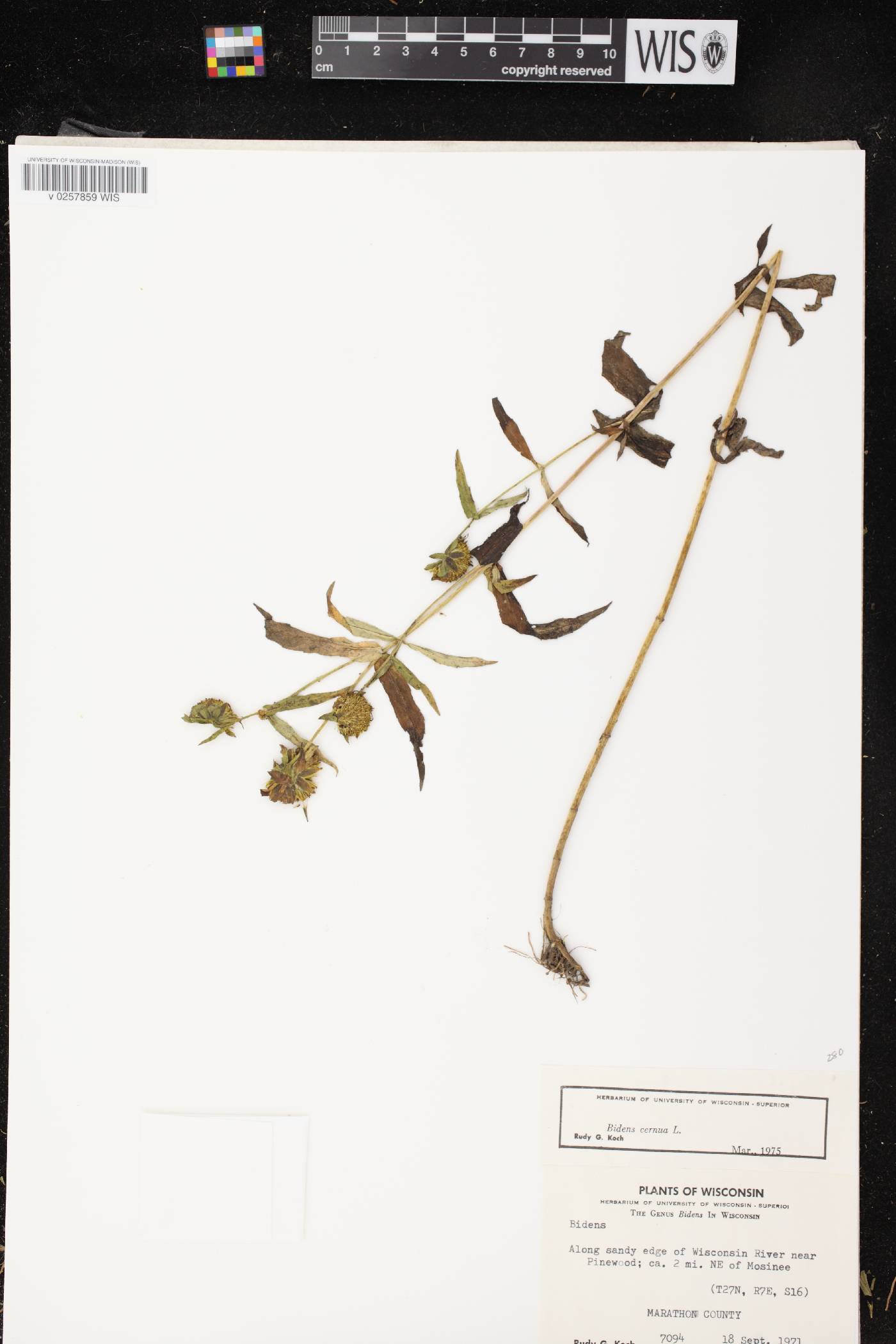 Bidens cernua image