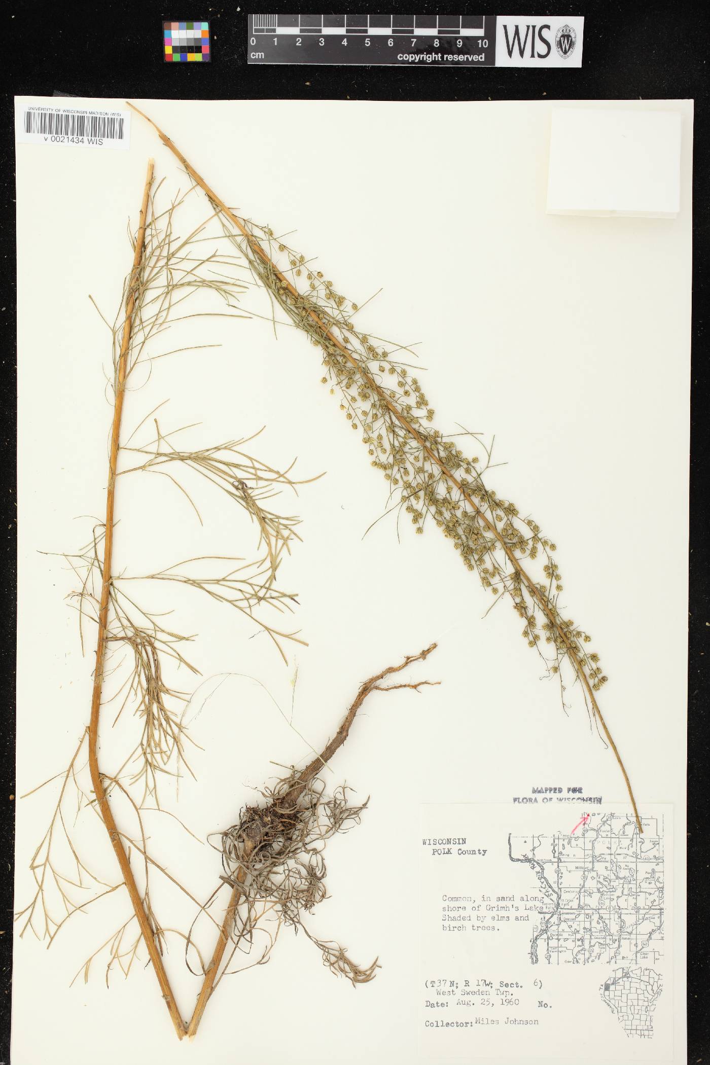 Artemisia campestris image