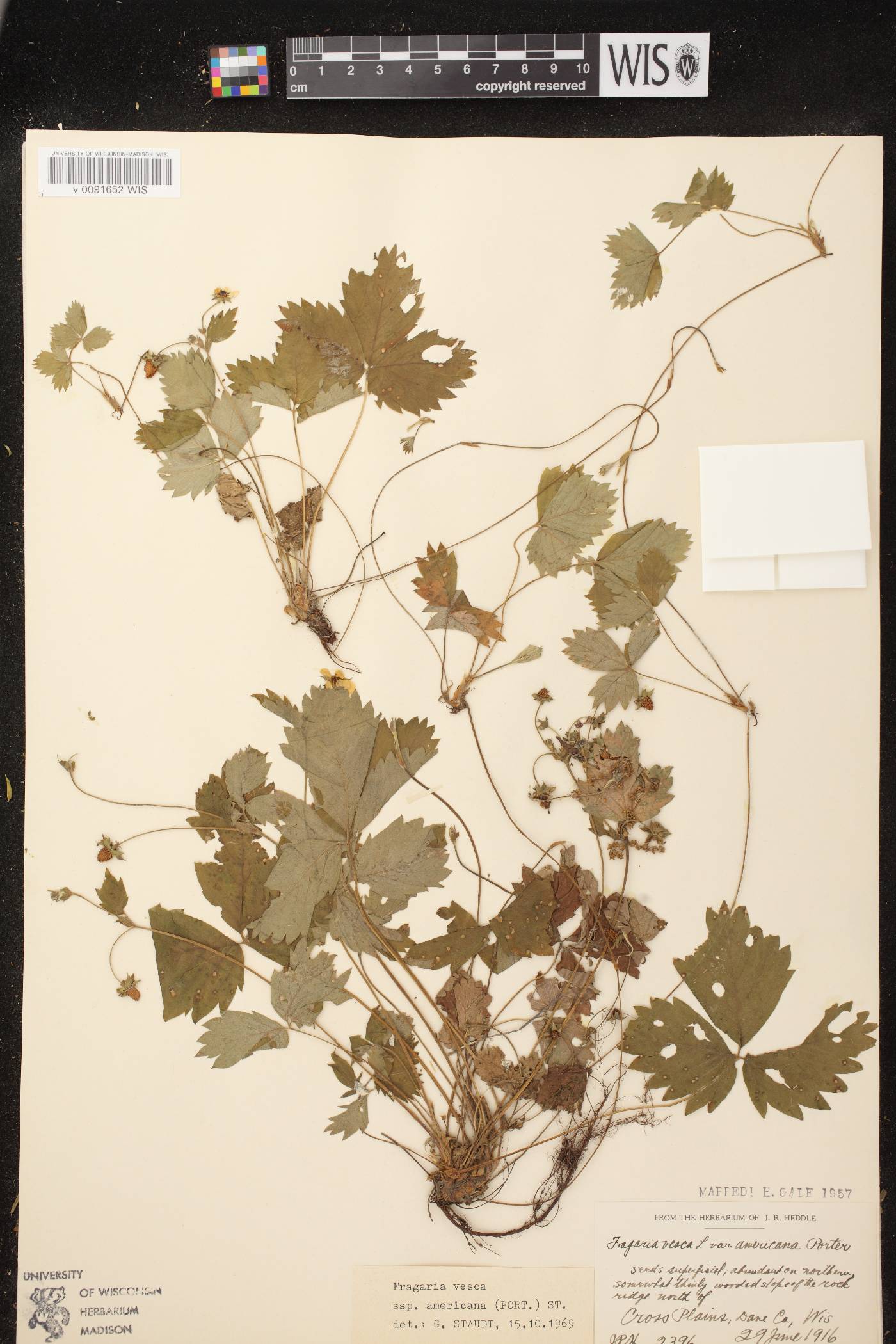 Fragaria vesca image