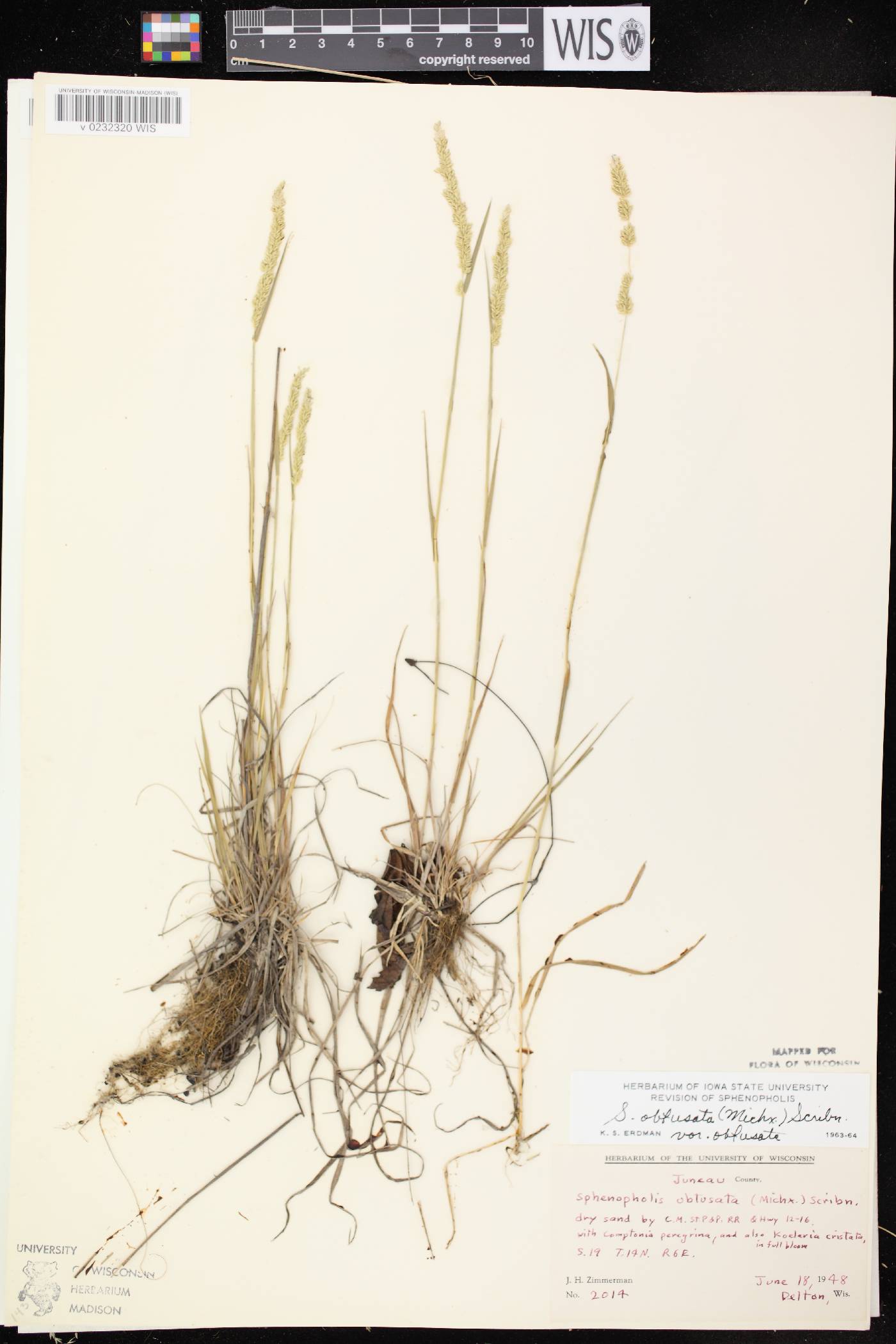 Sphenopholis obtusata image
