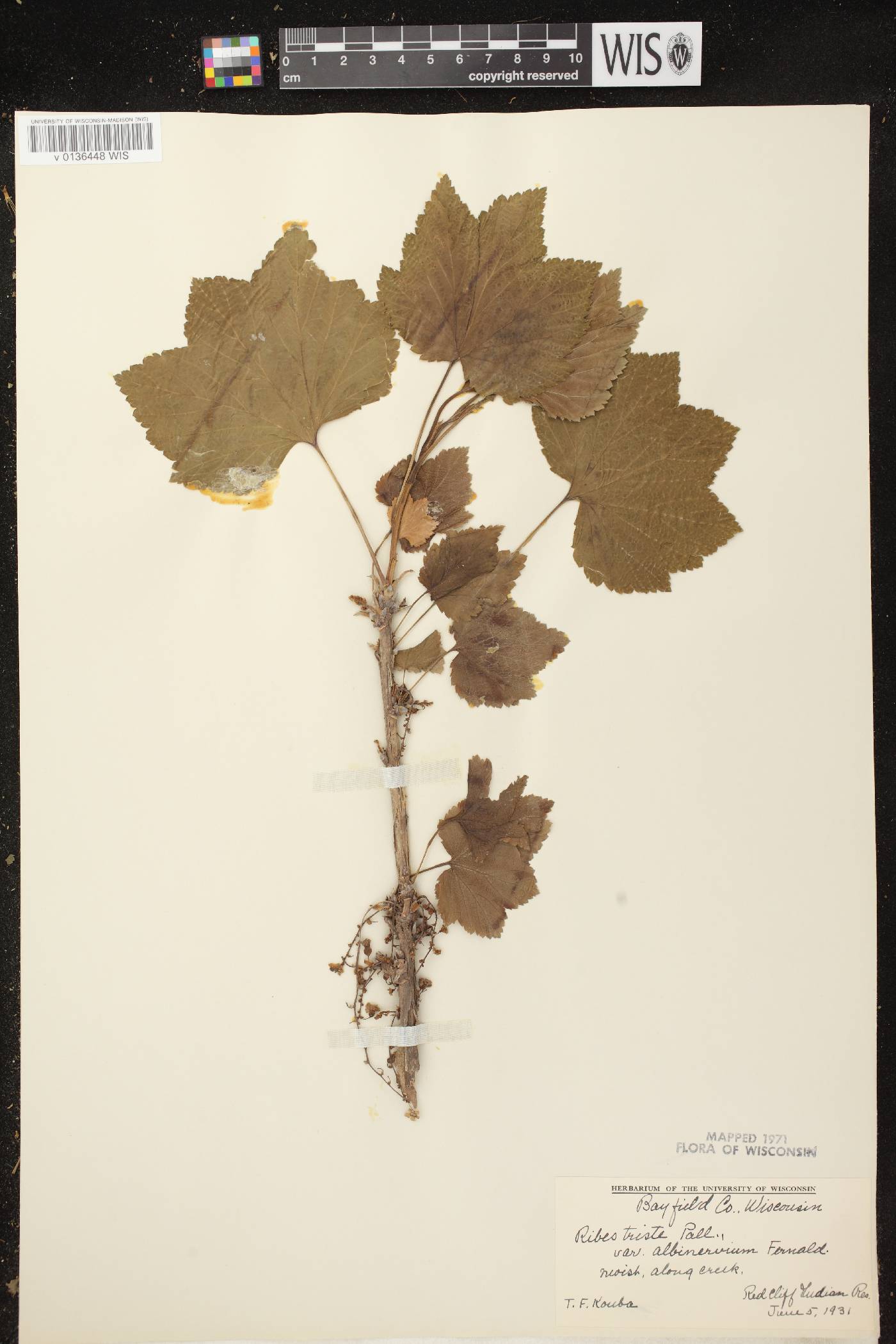 Ribes triste image