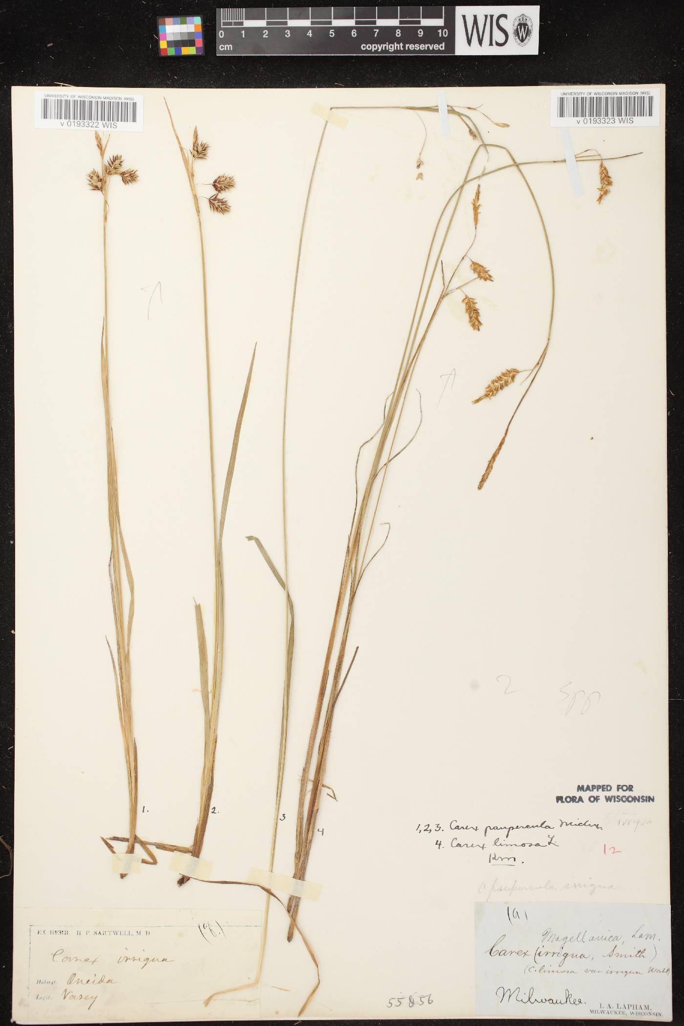 Carex magellanica image