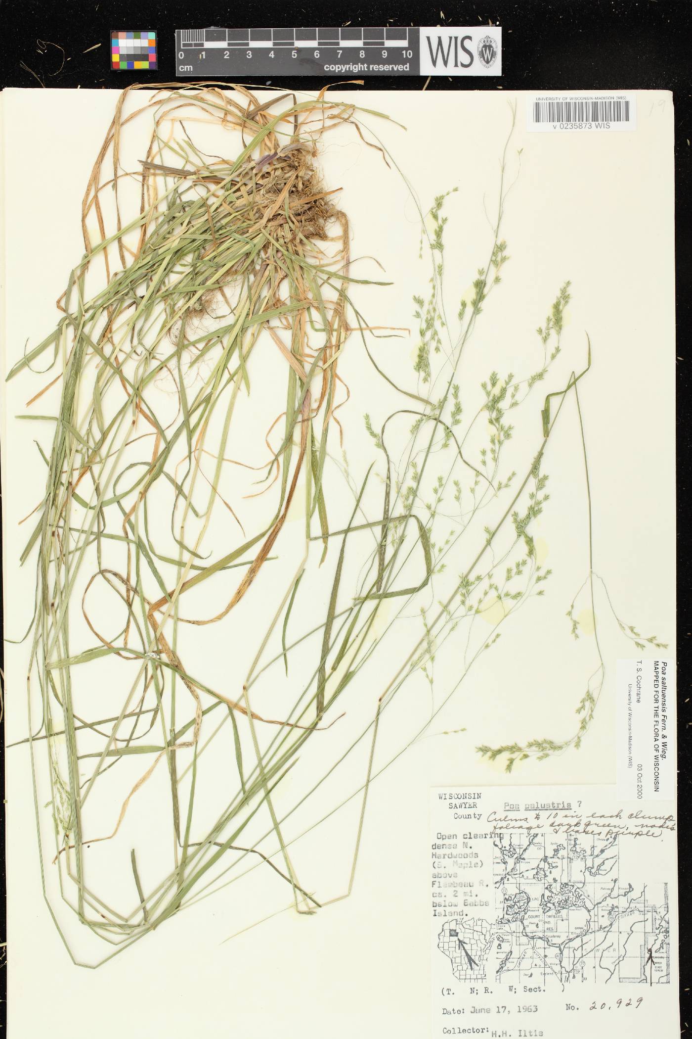 Poa saltuensis image
