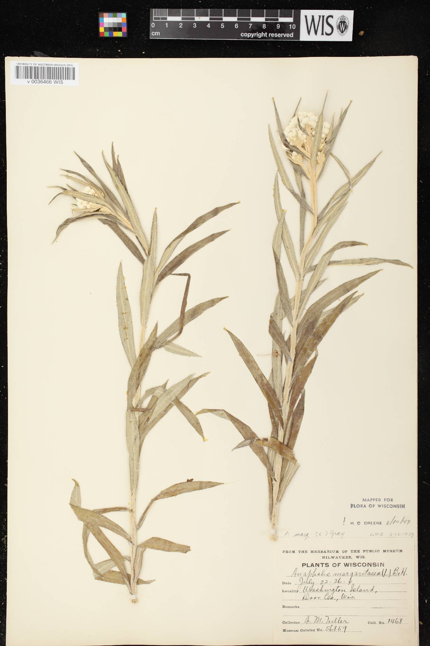 Anaphalis margaritacea image