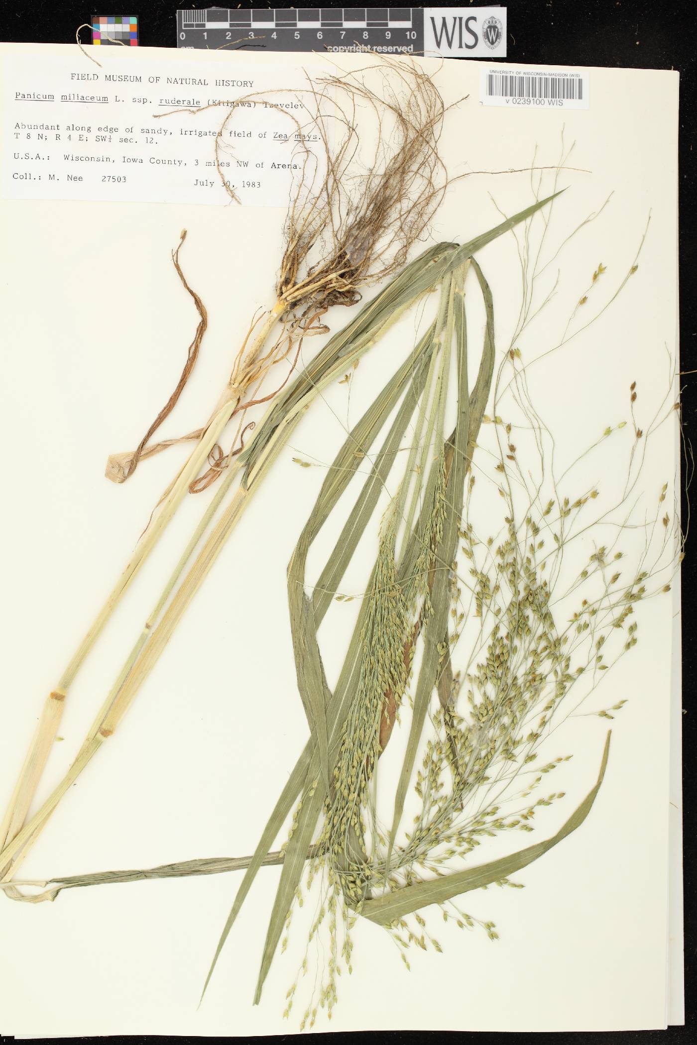 Panicum miliaceum subsp. ruderale image
