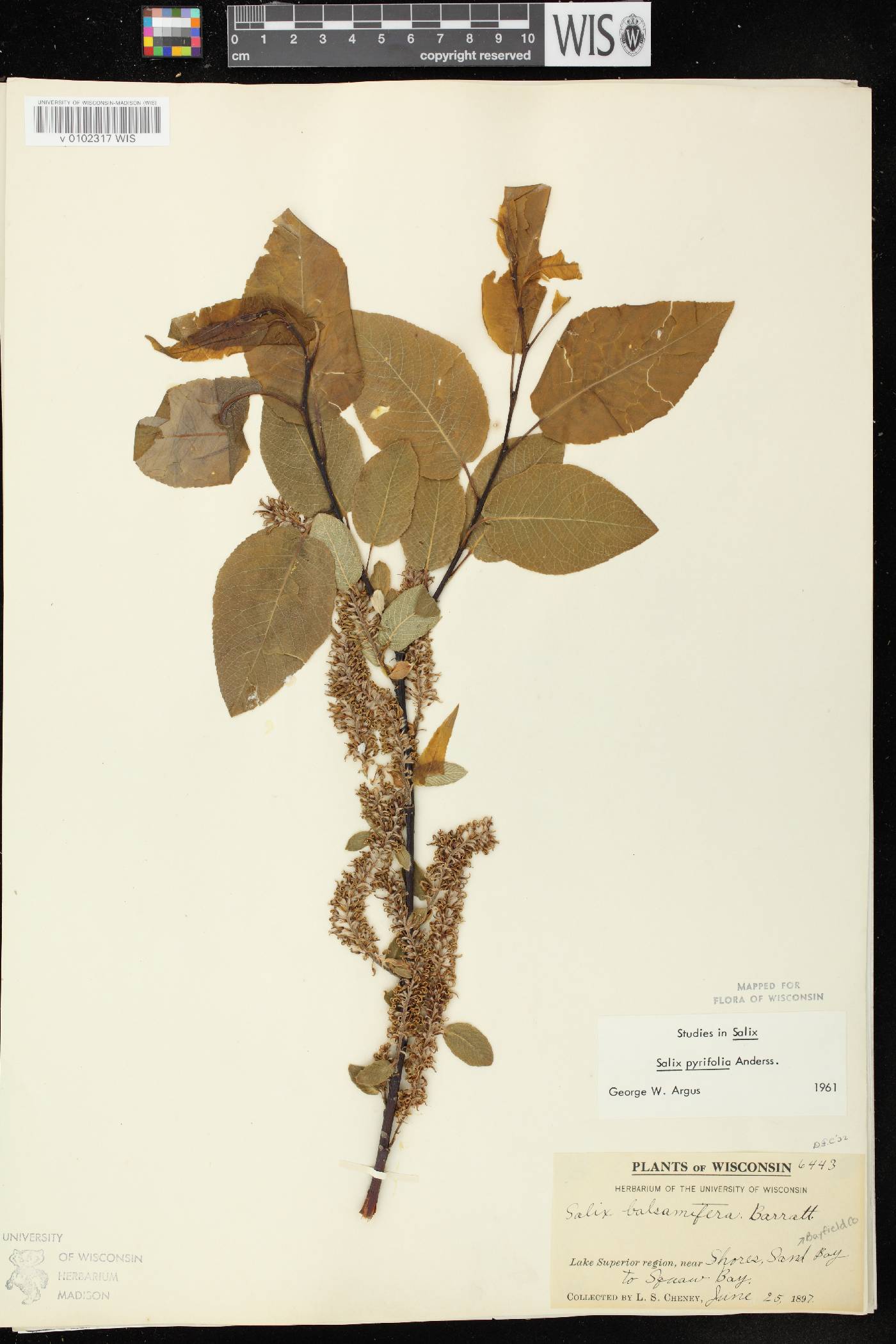 Salix pyrifolia image