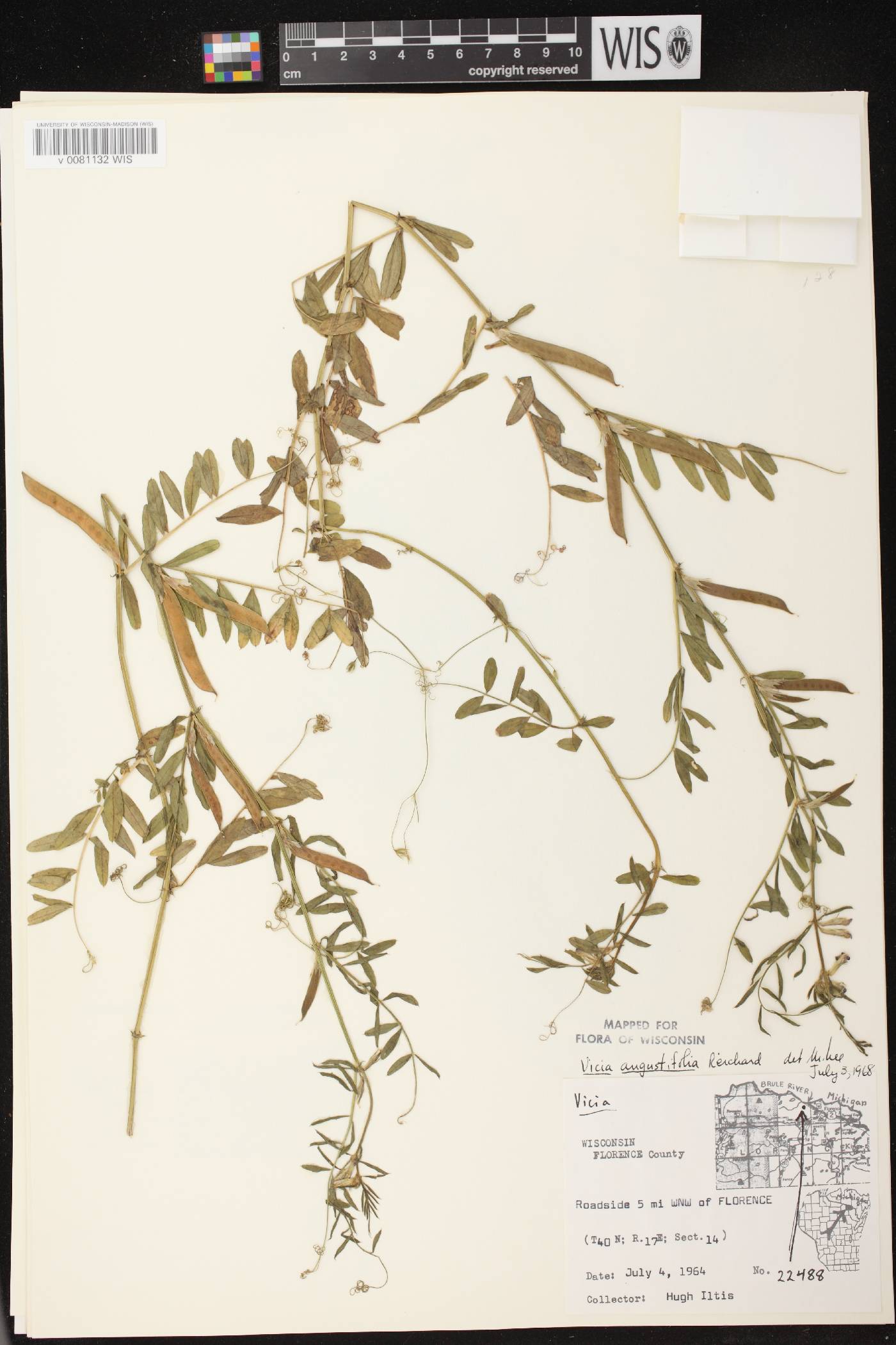 Vicia sativa subsp. nigra image