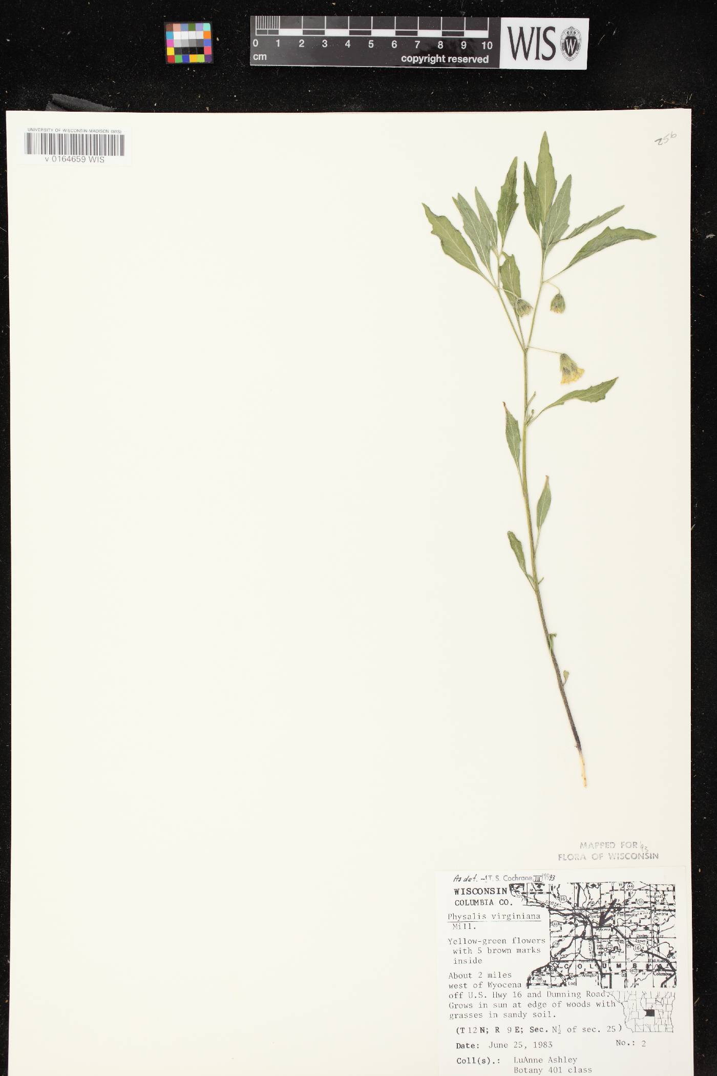 Physalis virginiana var. virginiana image