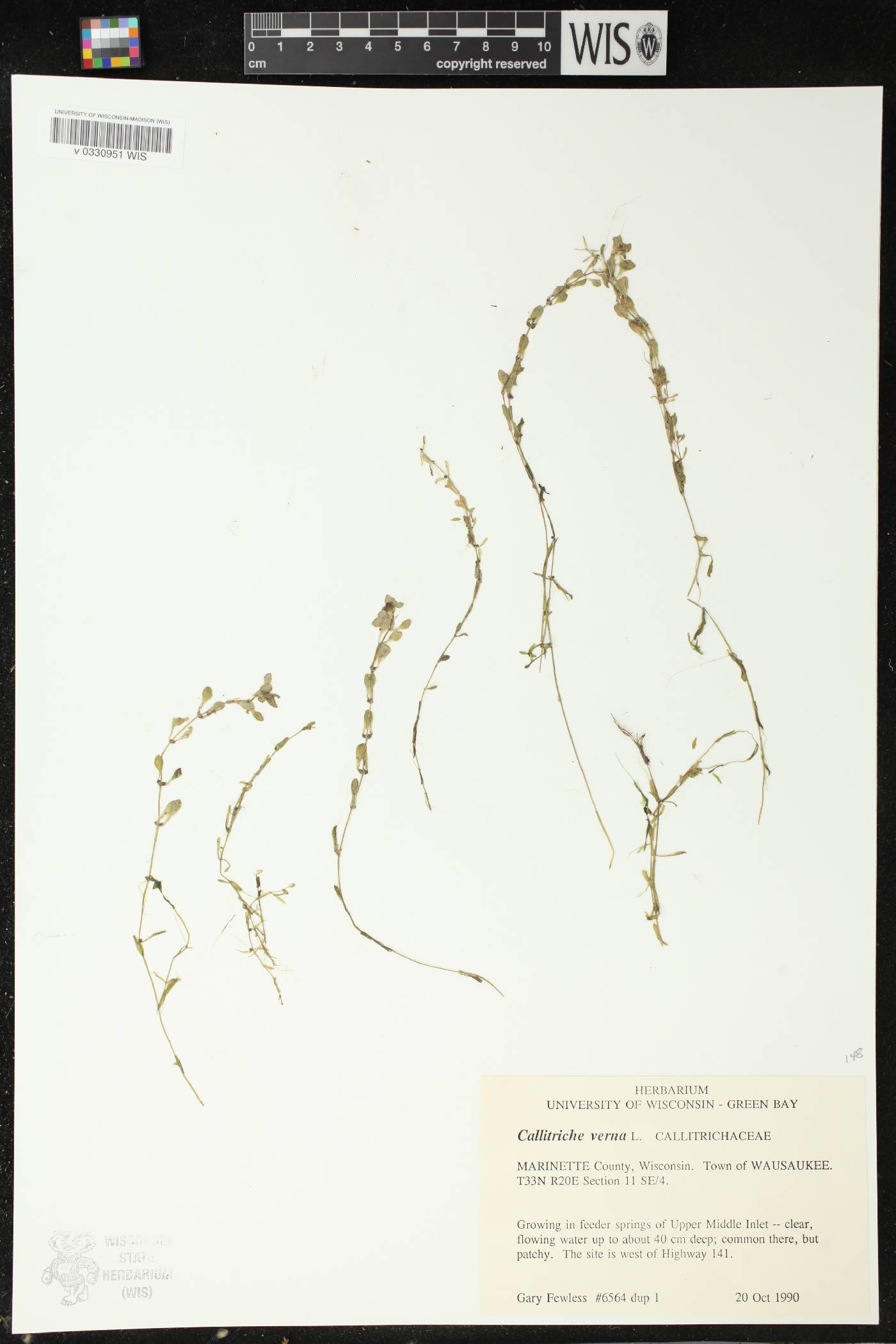 Callitriche palustris image