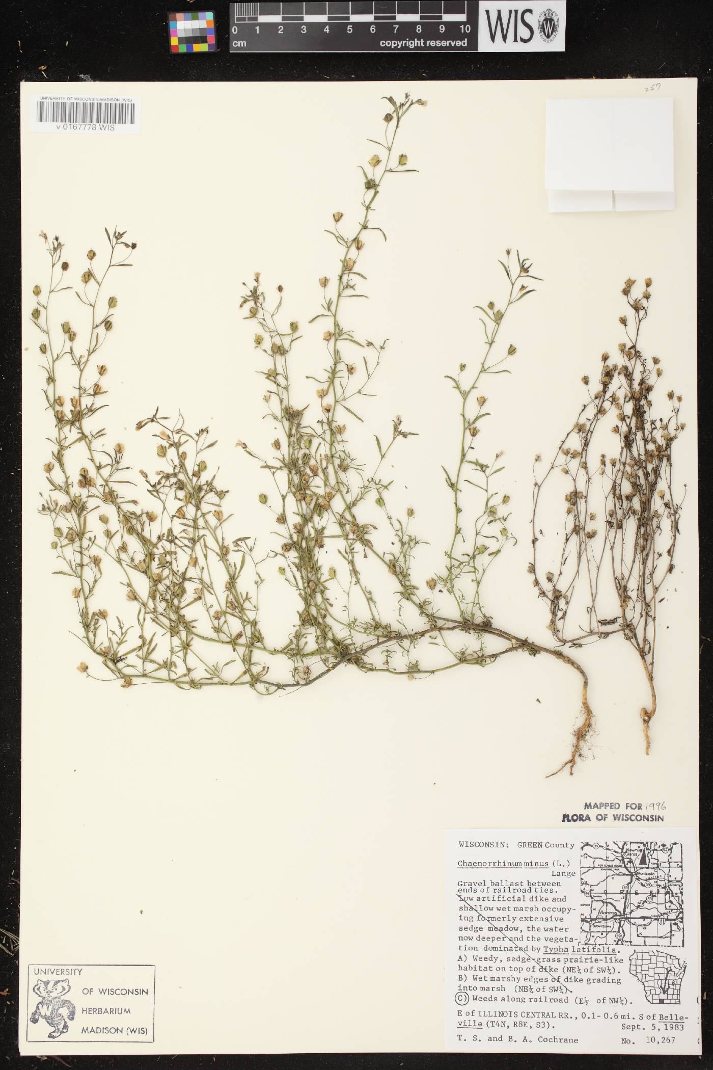 Chaenorhinum minus image