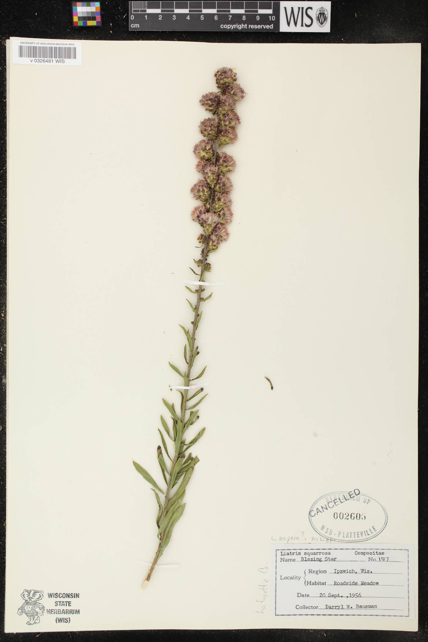 Liatris aspera image
