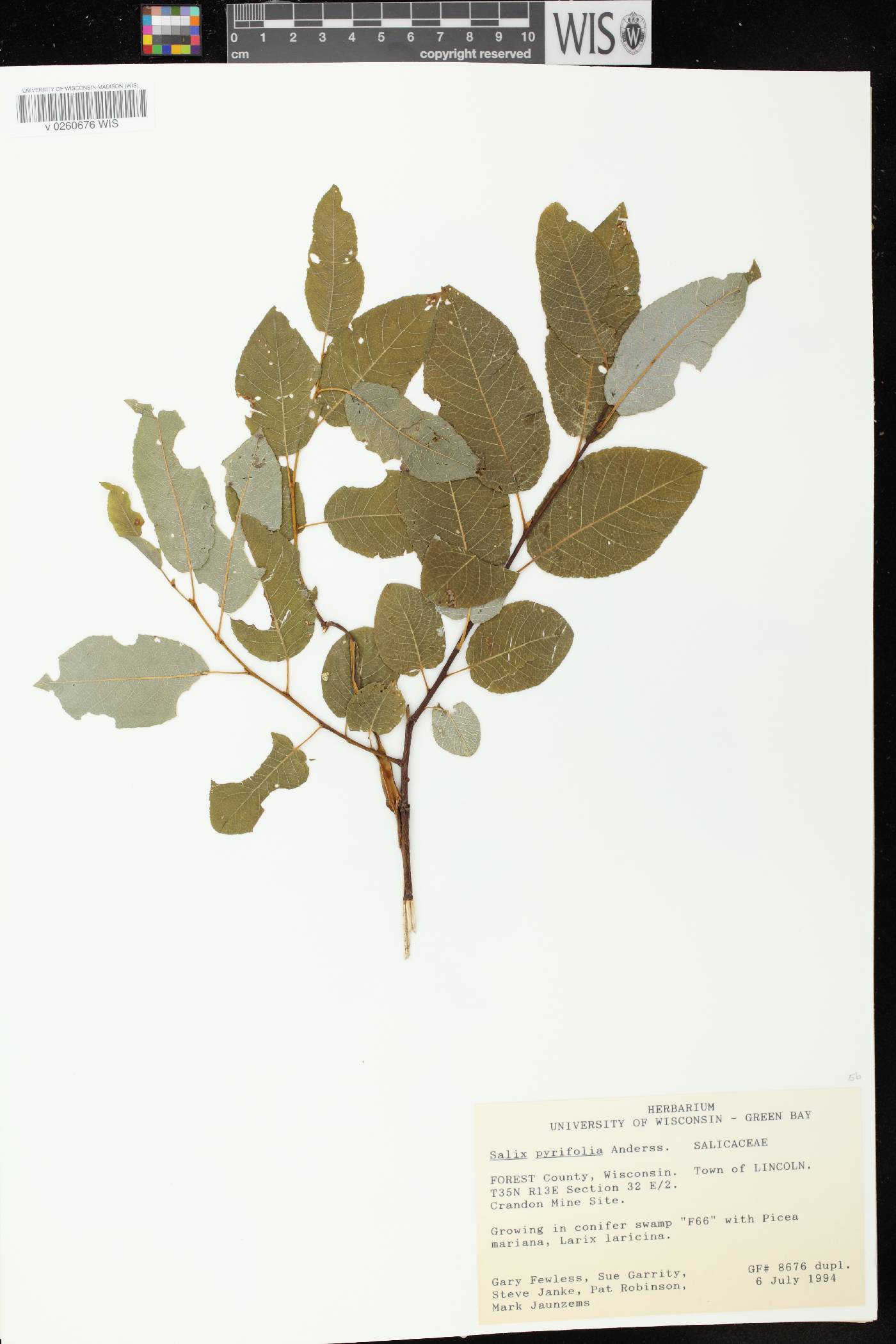Salix pyrifolia image